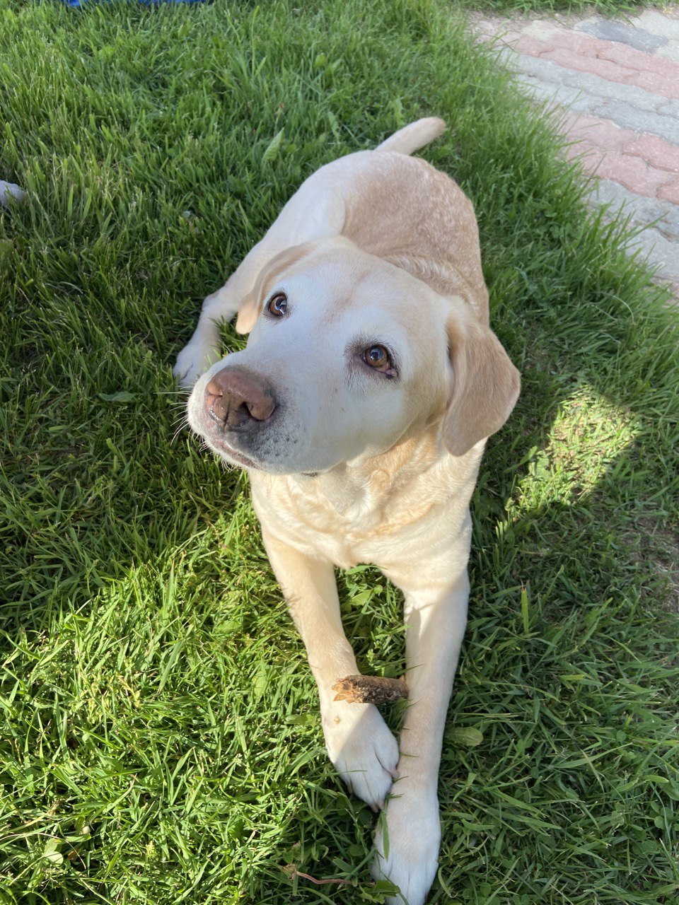 Our friends dog. Look at these sweet eyes. r/dogpictures