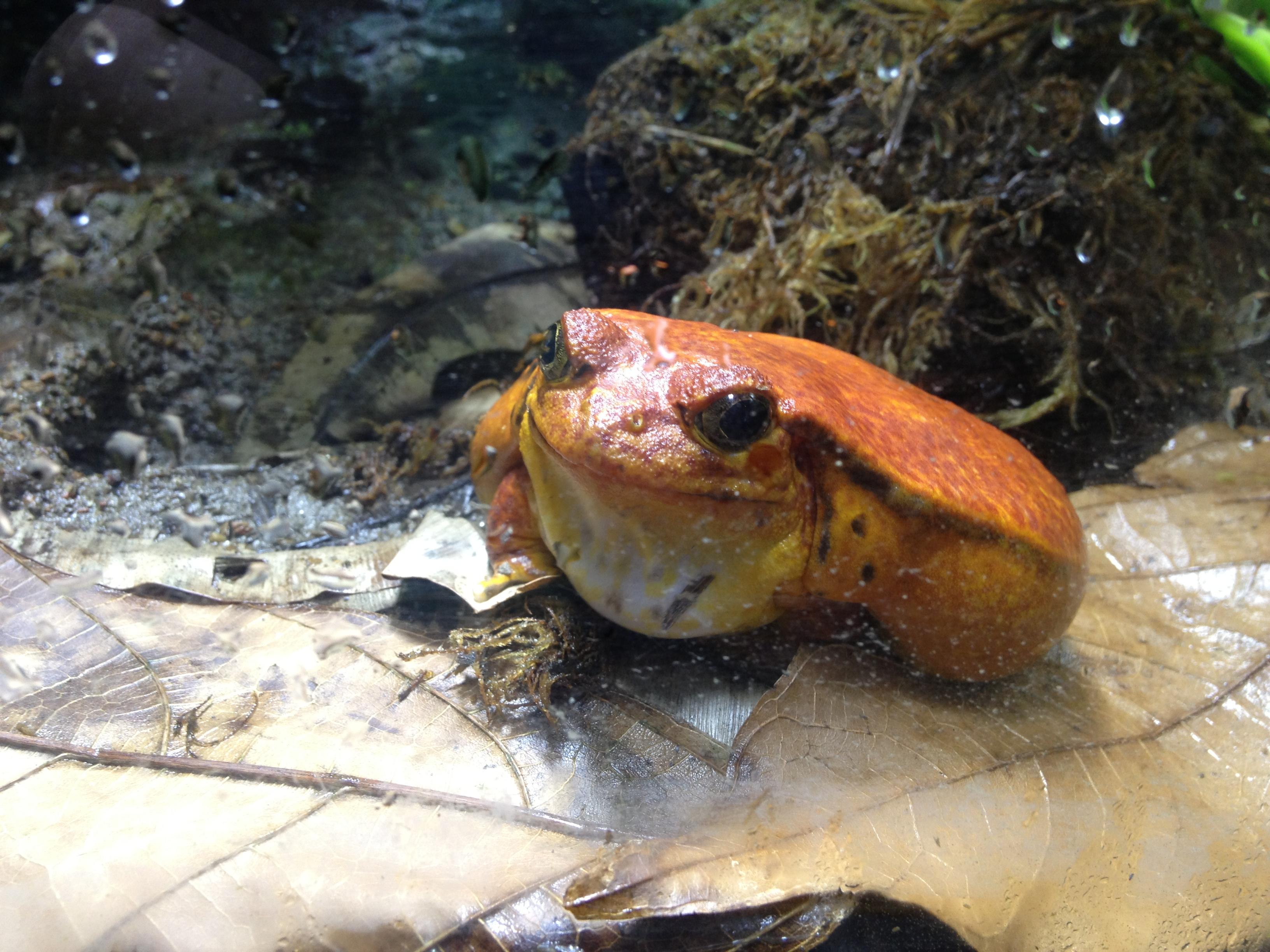 Tomato frogs are really cute r/frogs