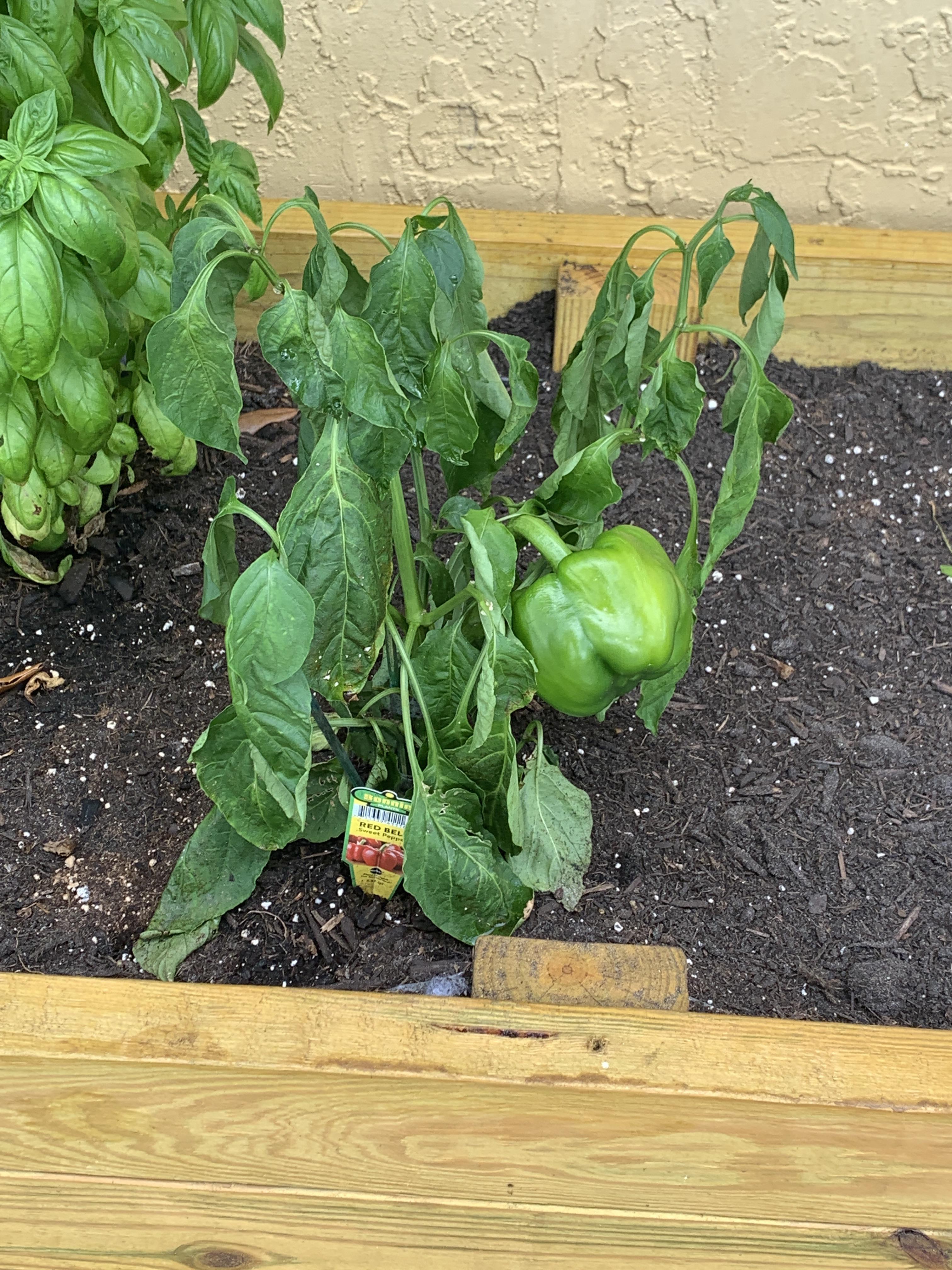 Will my plant recover from wilting? It was really hot outside yesterday