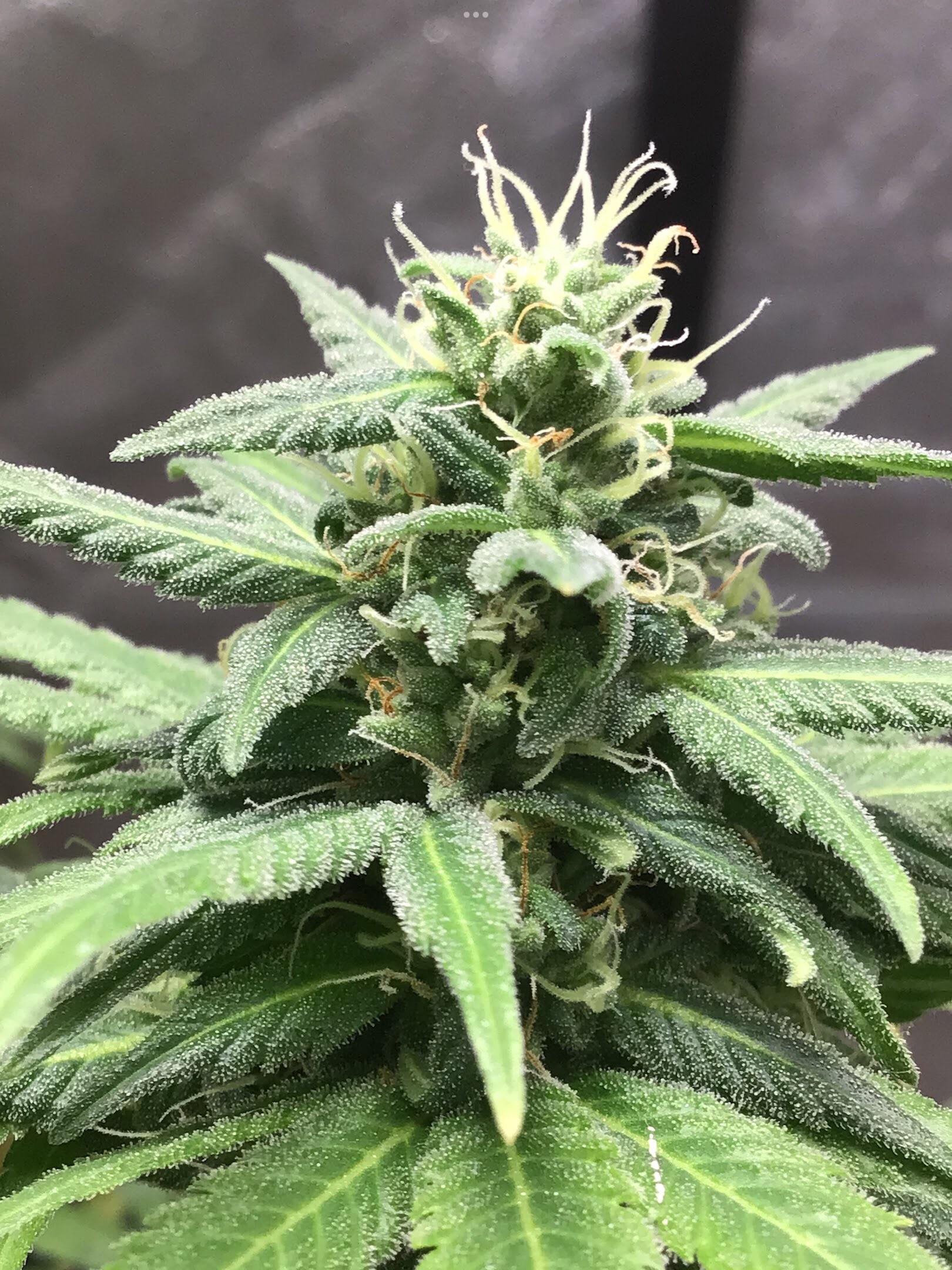 Peanut Butter Breath, Humboldt org r/Craftmarijuana