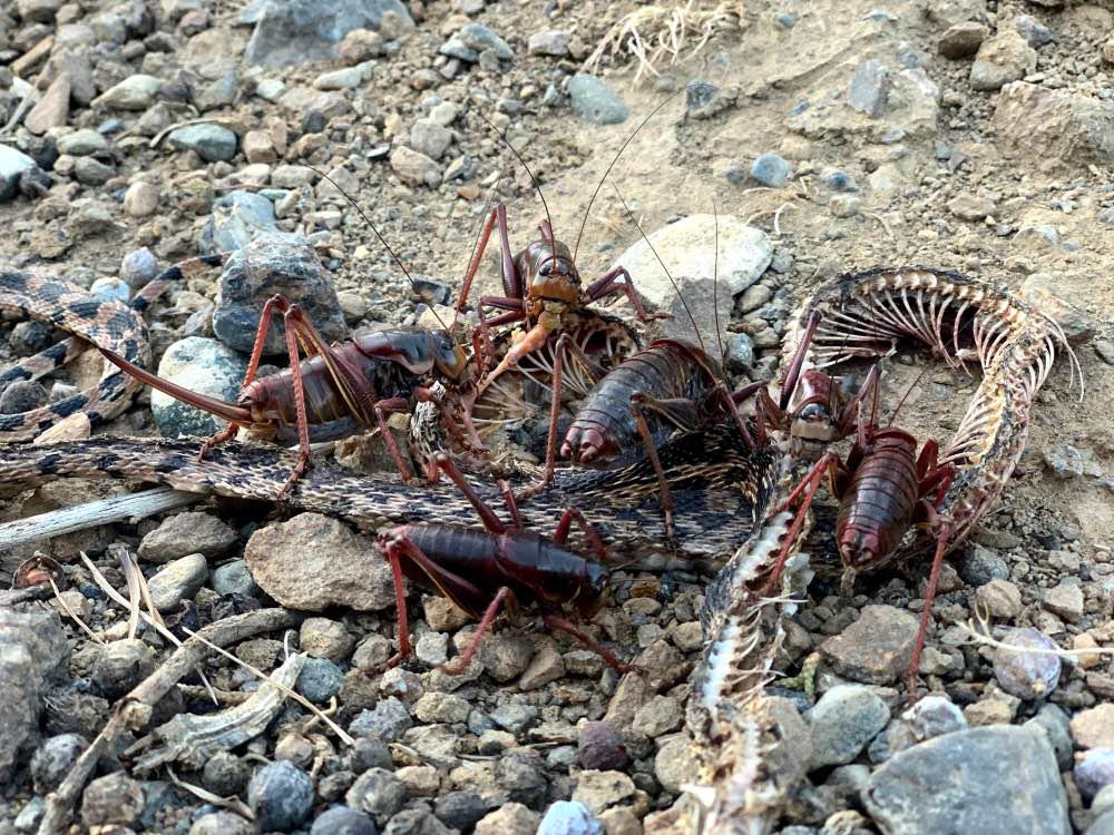 Mormon Crickets eating a gopher snake. r/natureismetal