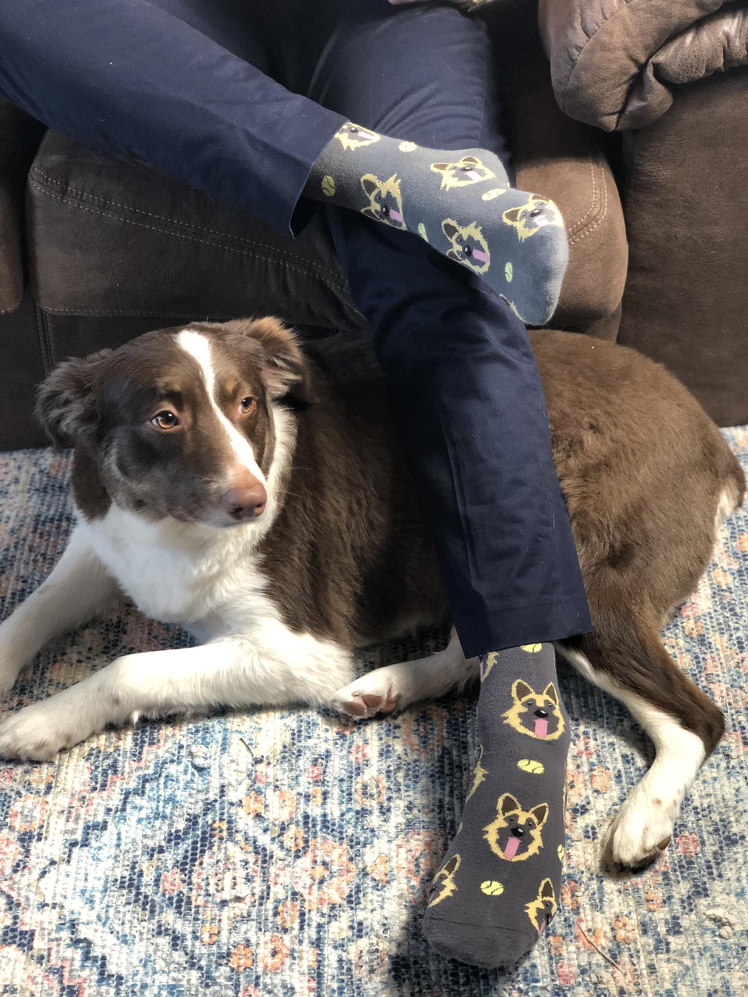 What do you guys think about my dog socks? r/socks