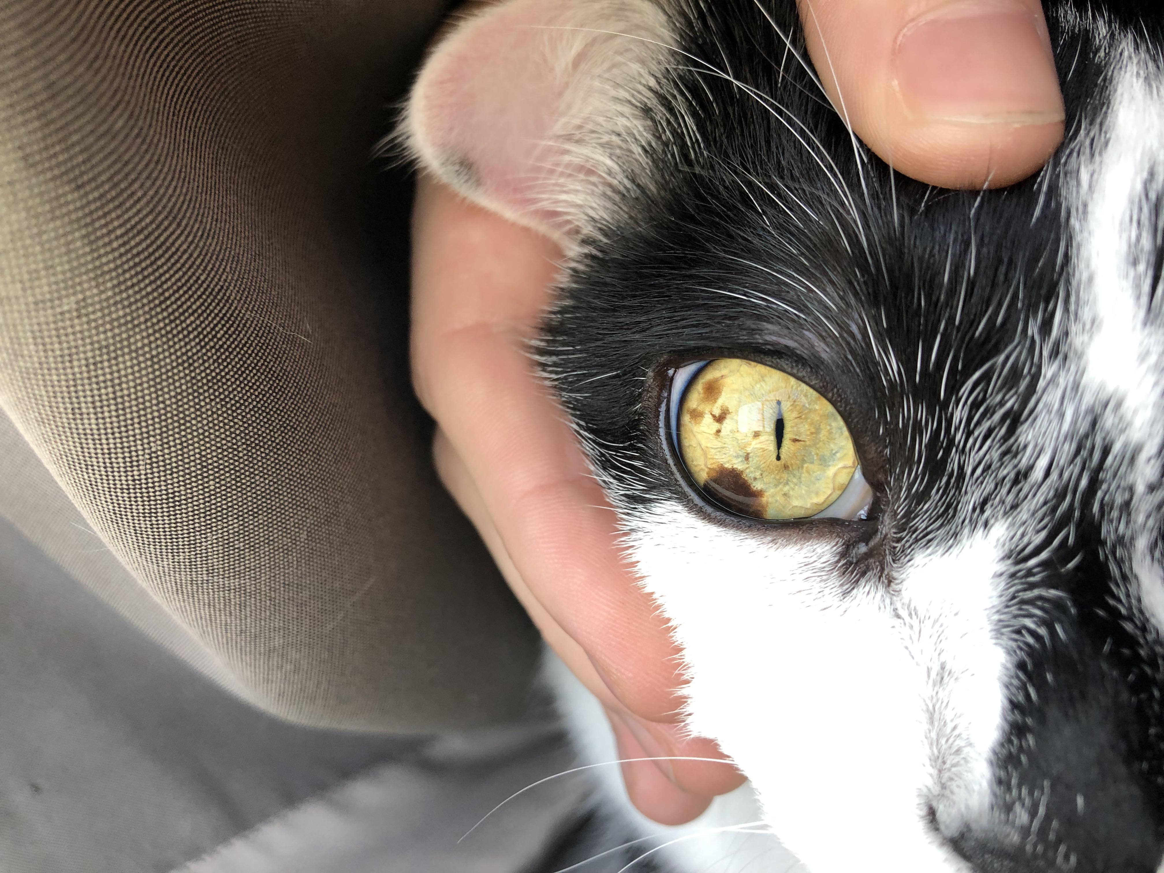 overview for robin52077