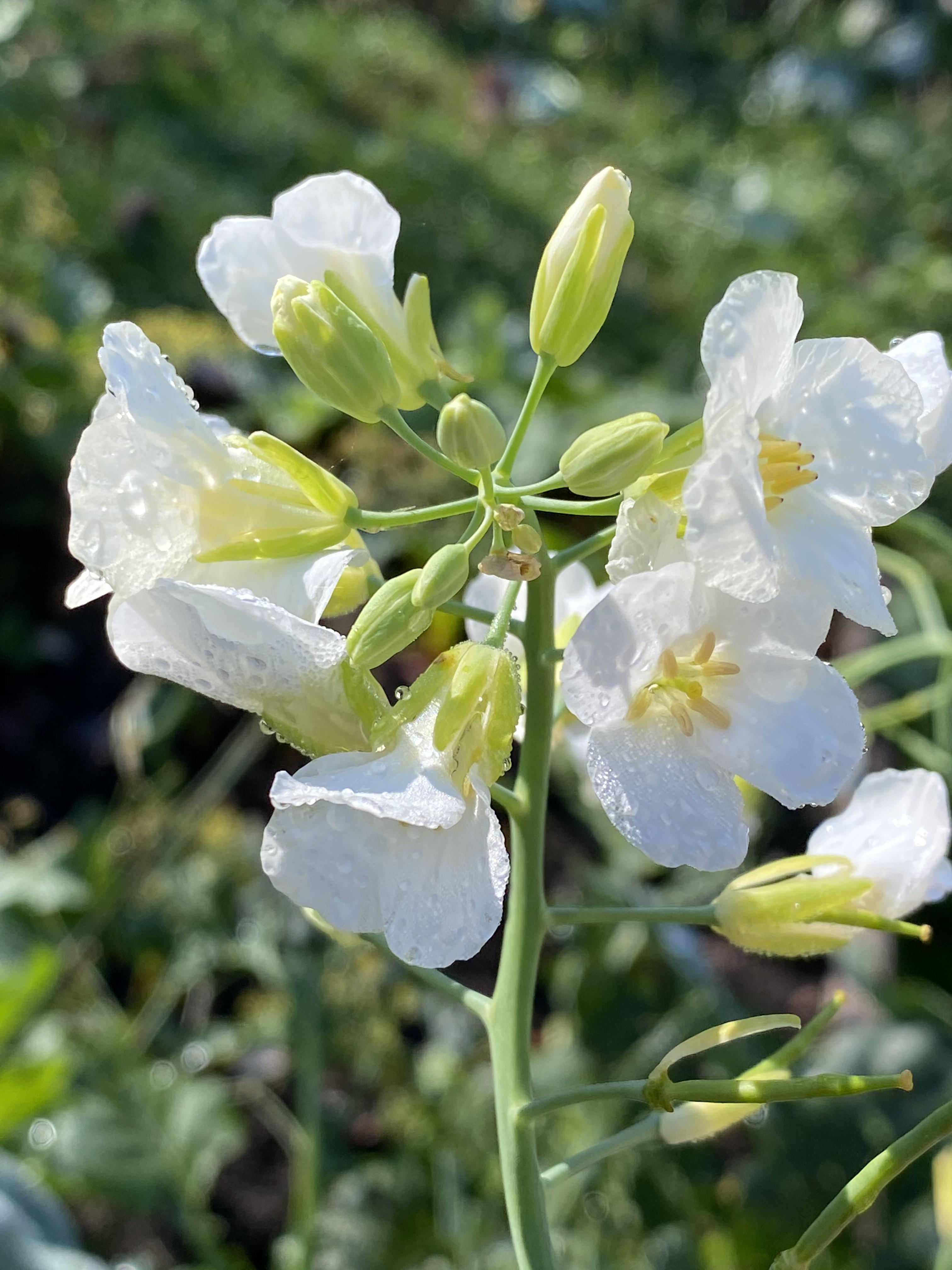 Brassica oleracea aka Chinese broccoli have spectacularly delicate