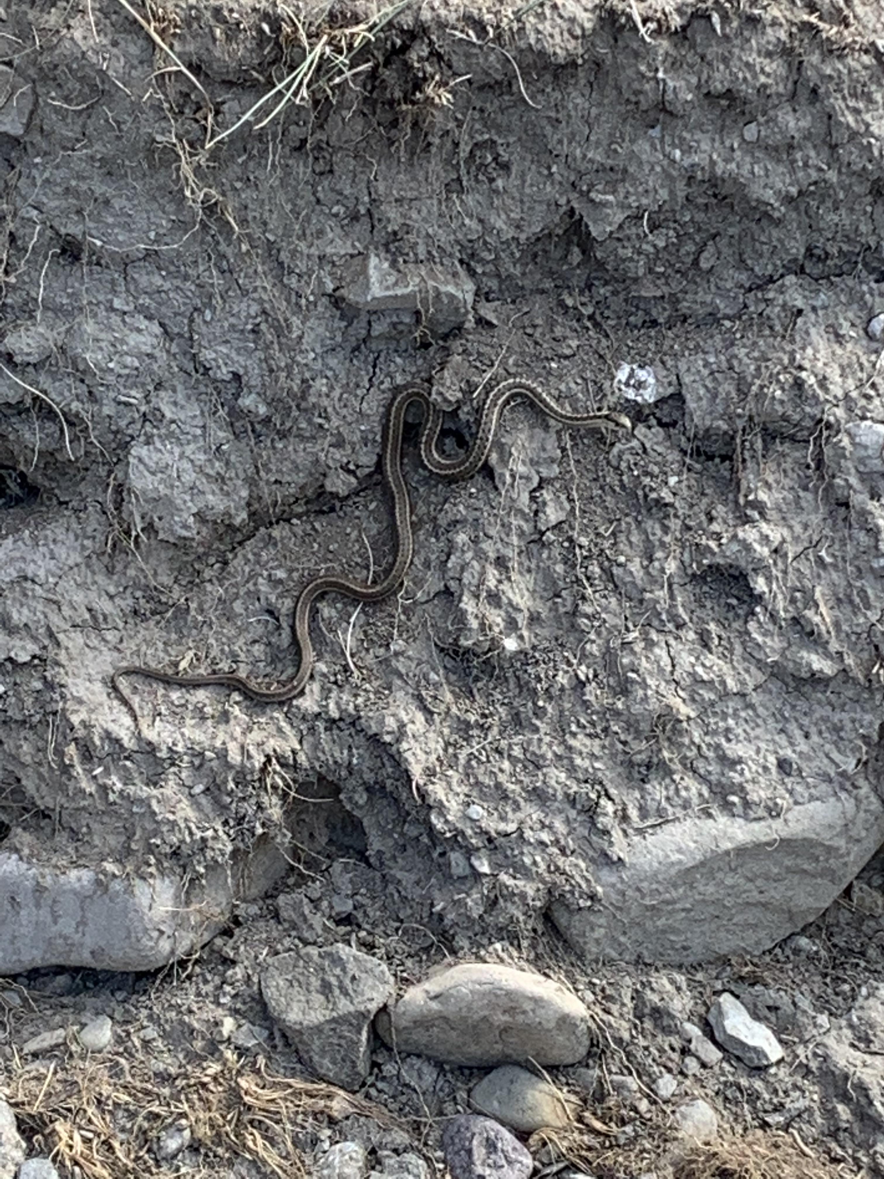 Found in Yellowstone National Park What snake is this? r/whatsthissnake