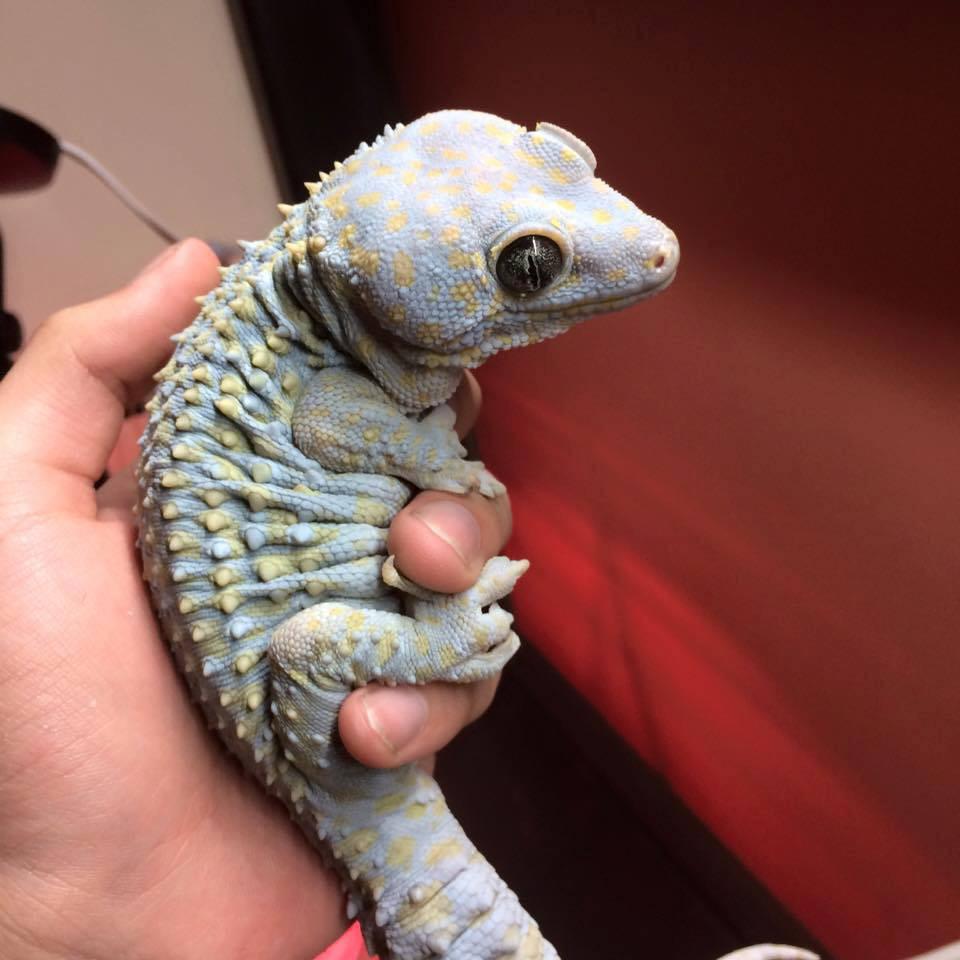 Pet baby dinosaur (Tokay gecko) r/interestingasfuck