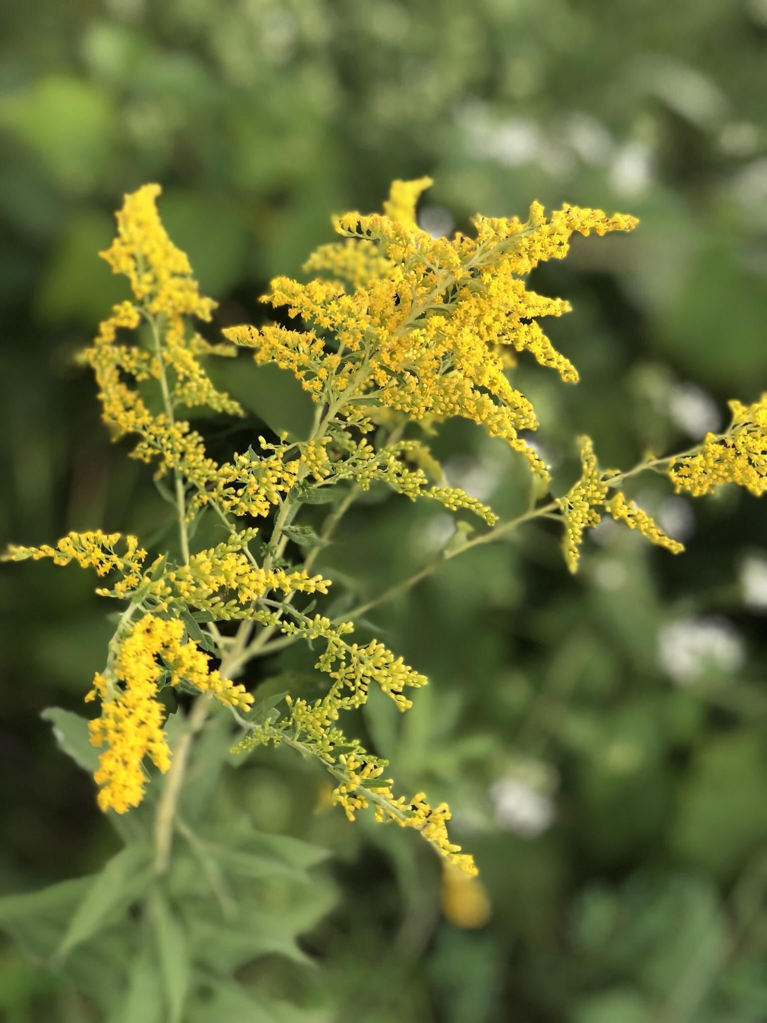 Yellow flowers all over Dubuque, IA r/whatsthisplant