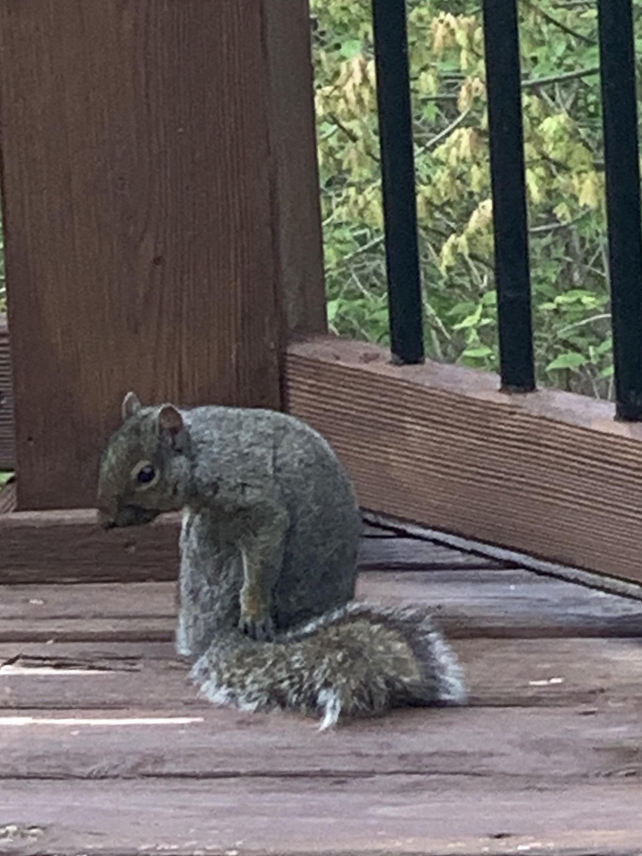 Depressed squirrel r/squirrels