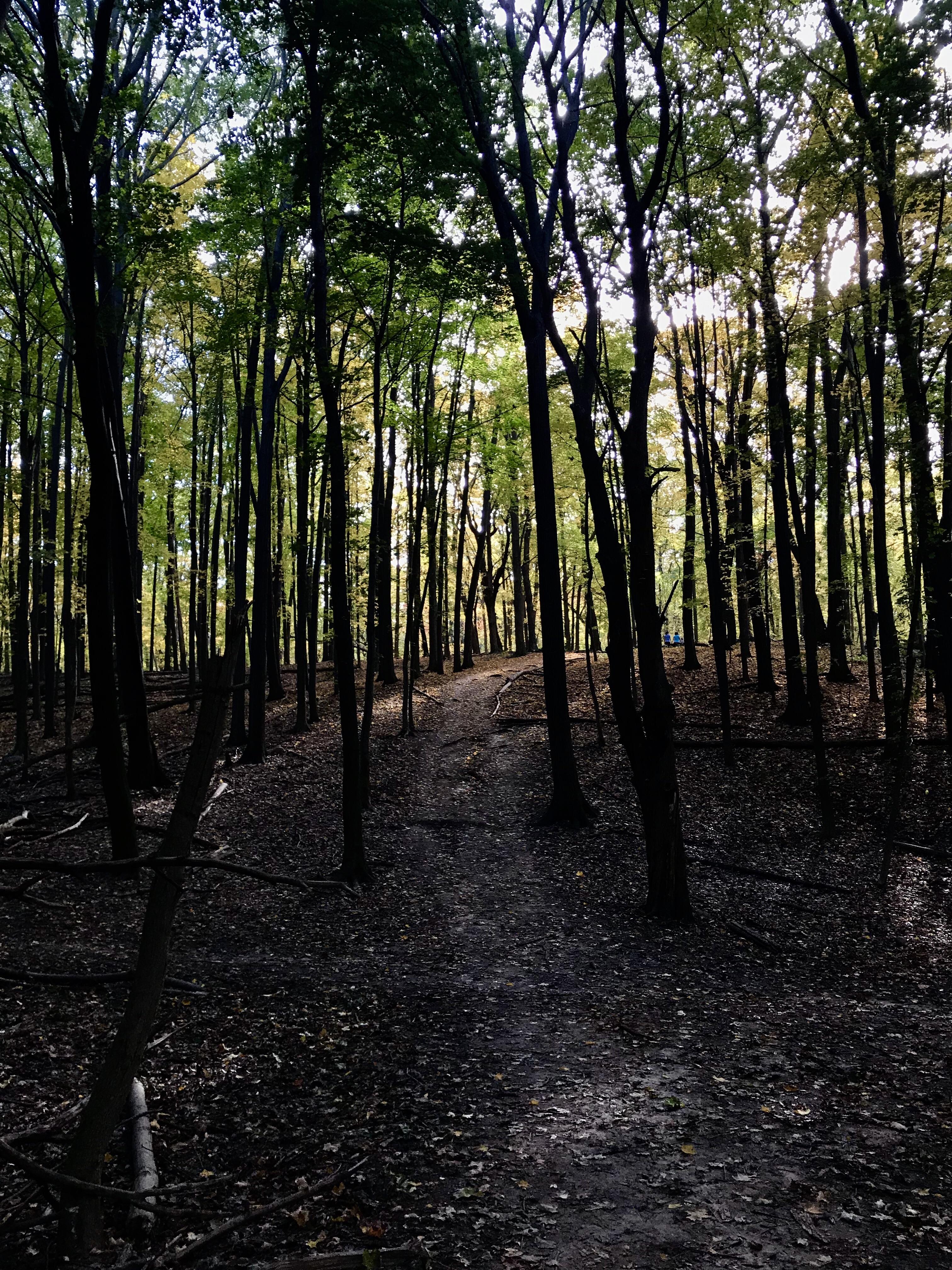 Shaded spot of the trail. Ann Arbor, Michigan r/hiking
