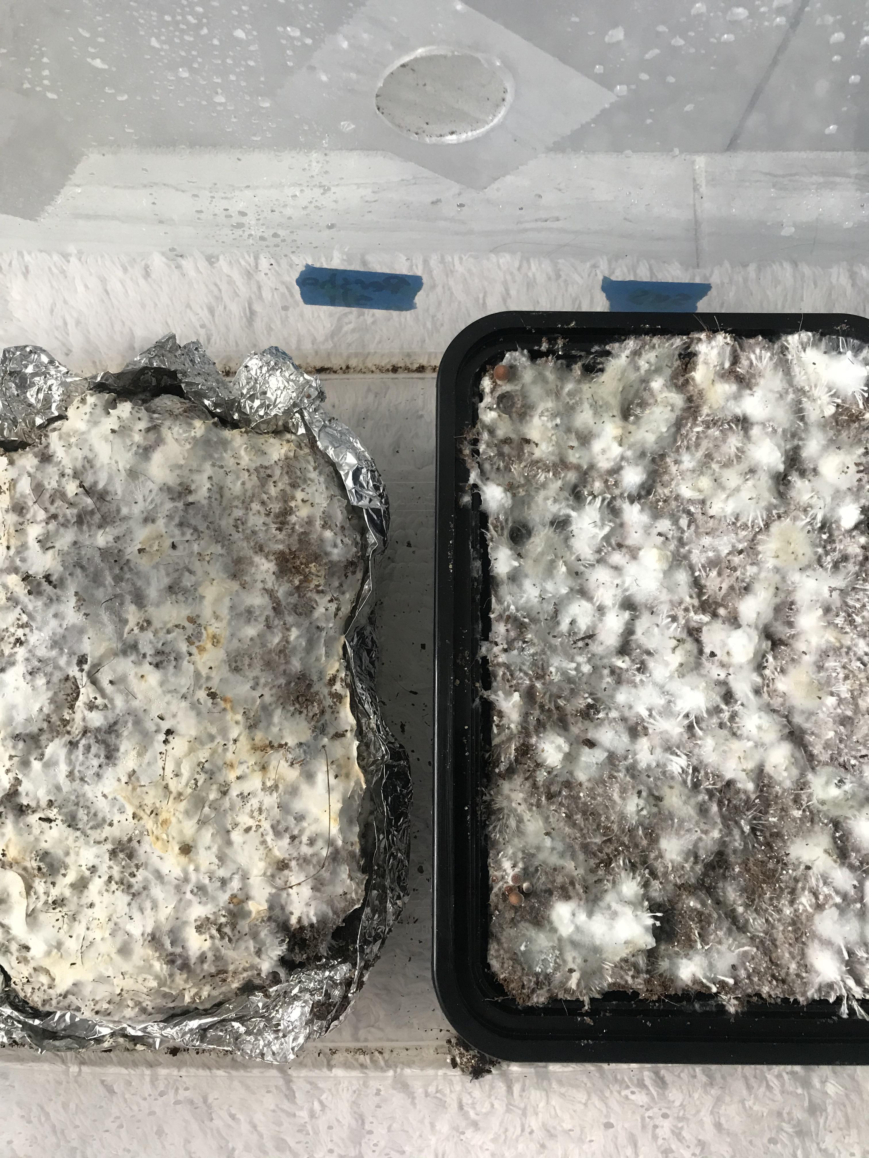 Hi guys , what are those yellow spots top ,on the left cake ? Also is