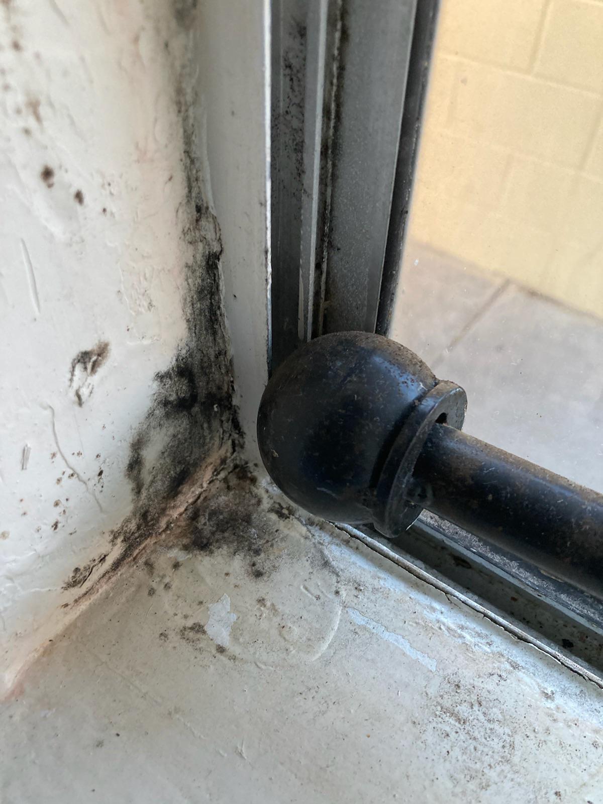 Is this black mold growing on the wooden windowsill? I’ll need to get