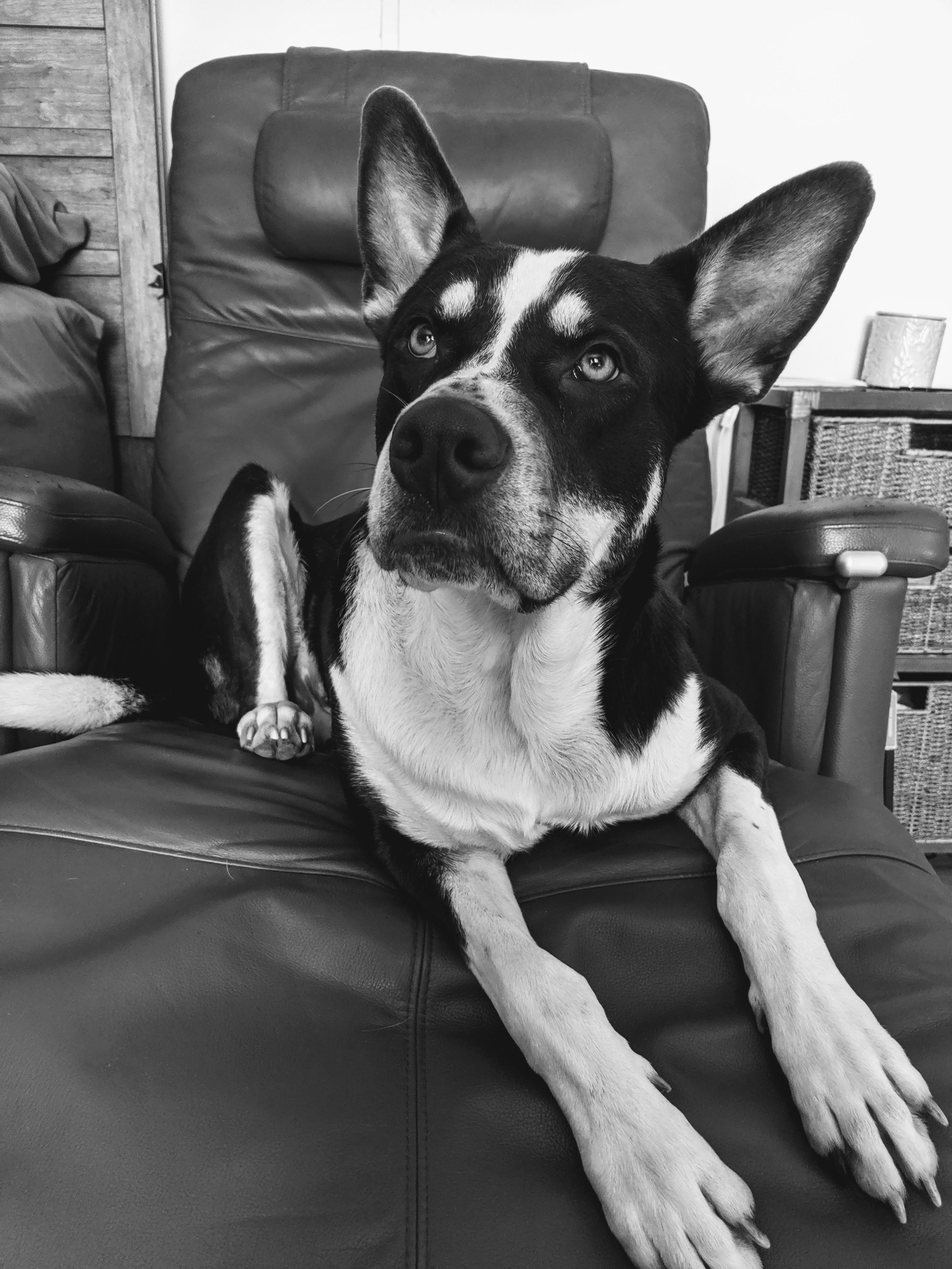 Can someone help me figure out what breed my dog is? r/dogpictures