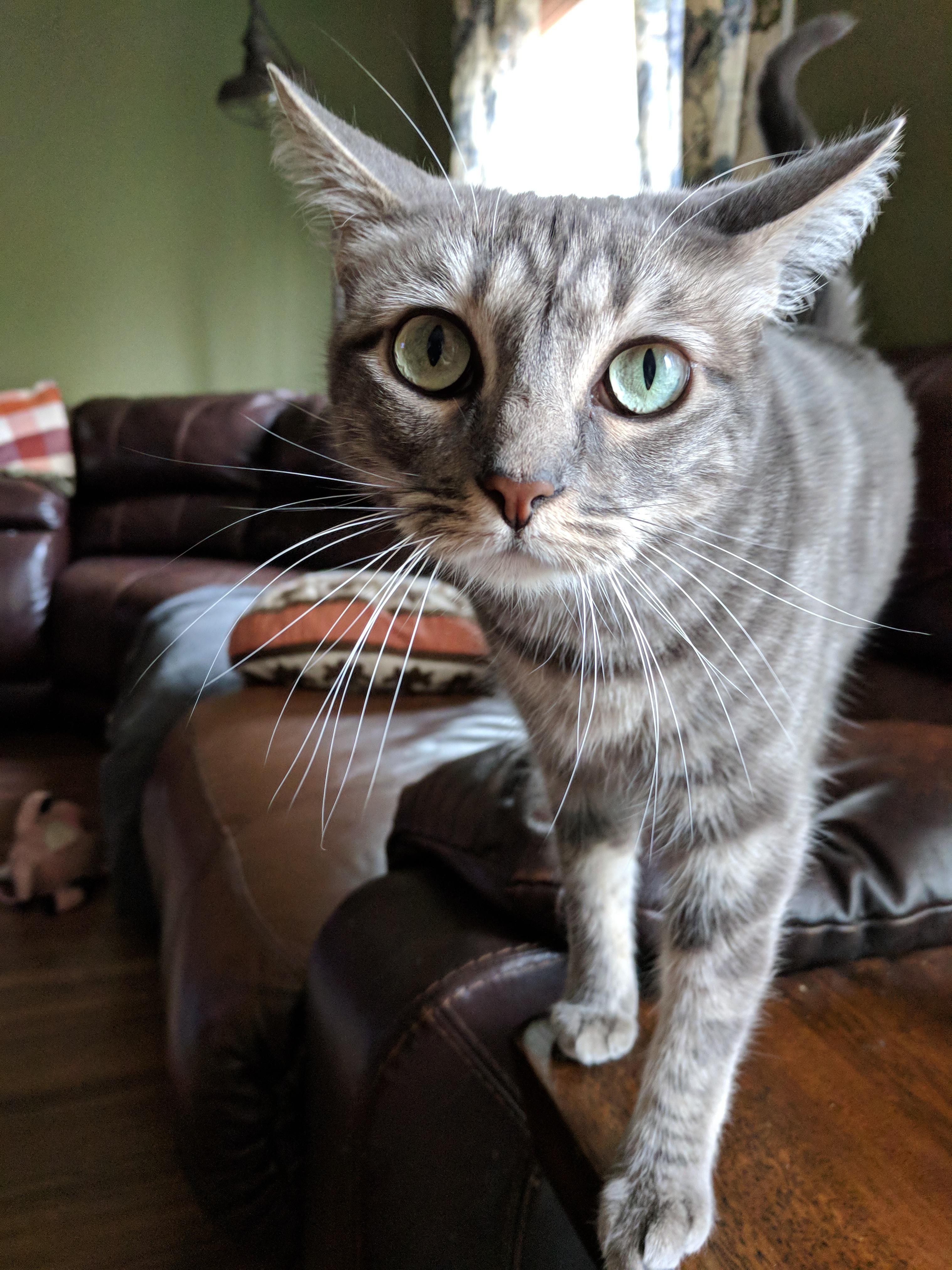 Kitty on edge r/cats