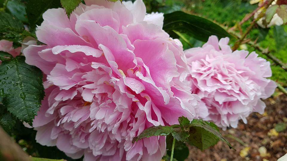 These teasing, beautiful CanCan dancers ruffled up in our garden last