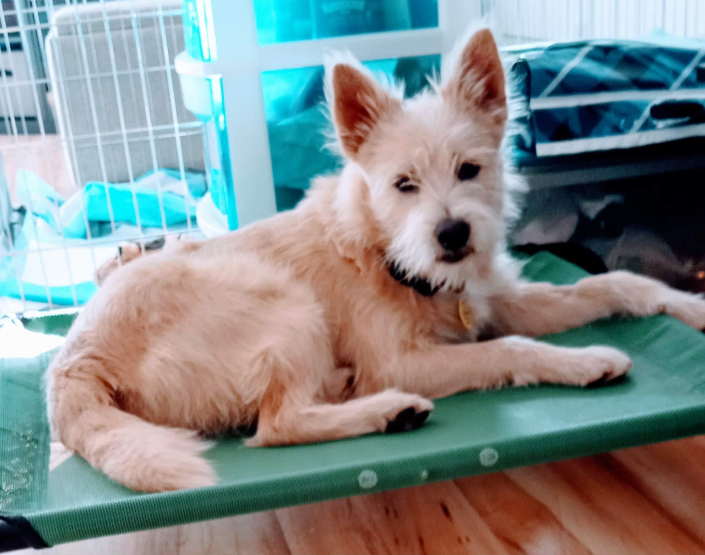 Was told he'd a terrier mix... 25 pounds full grown, any ideas? r/IDmydog