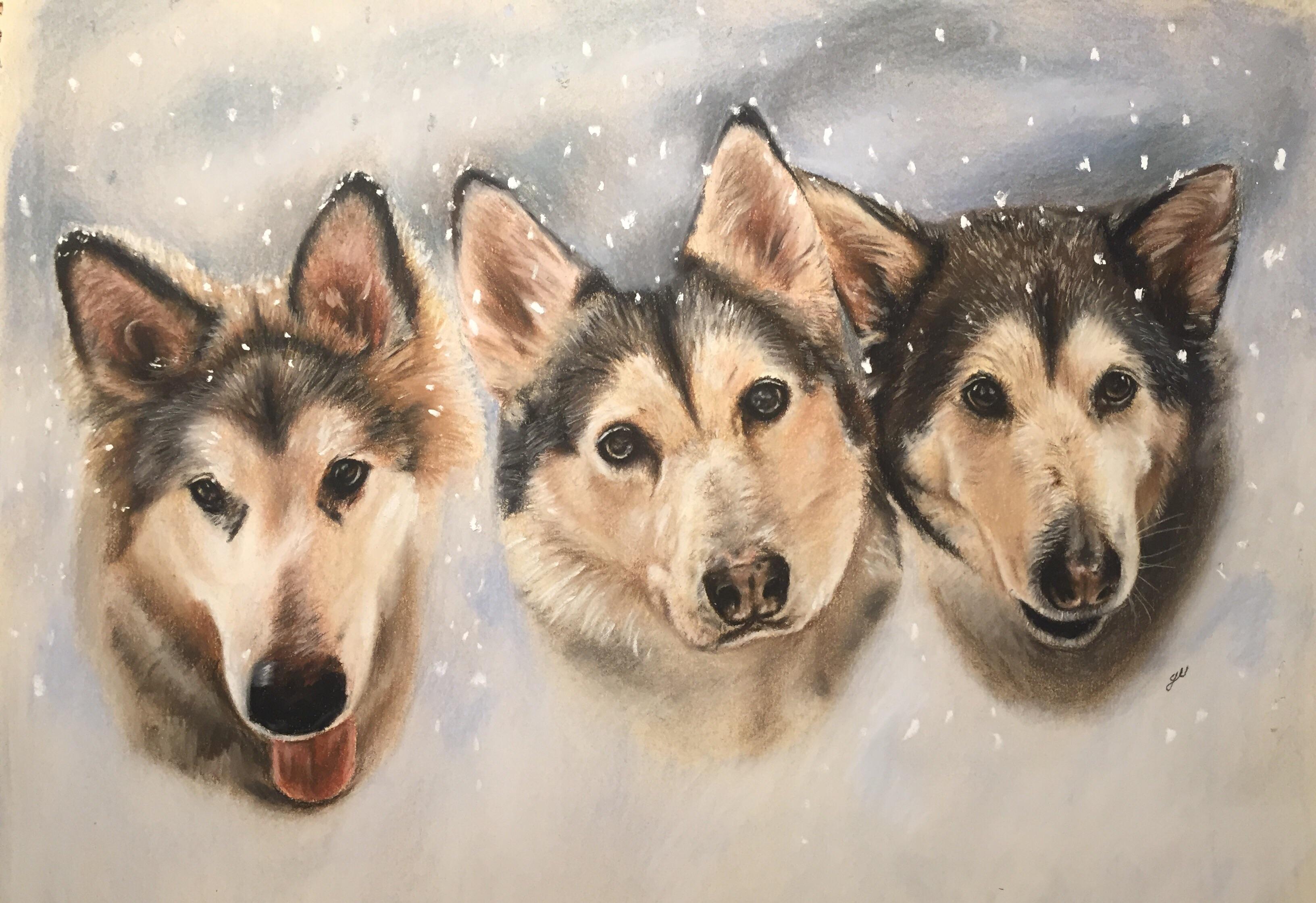 This is a triple portrait I've just finished of three Malamutes, I hope you like it