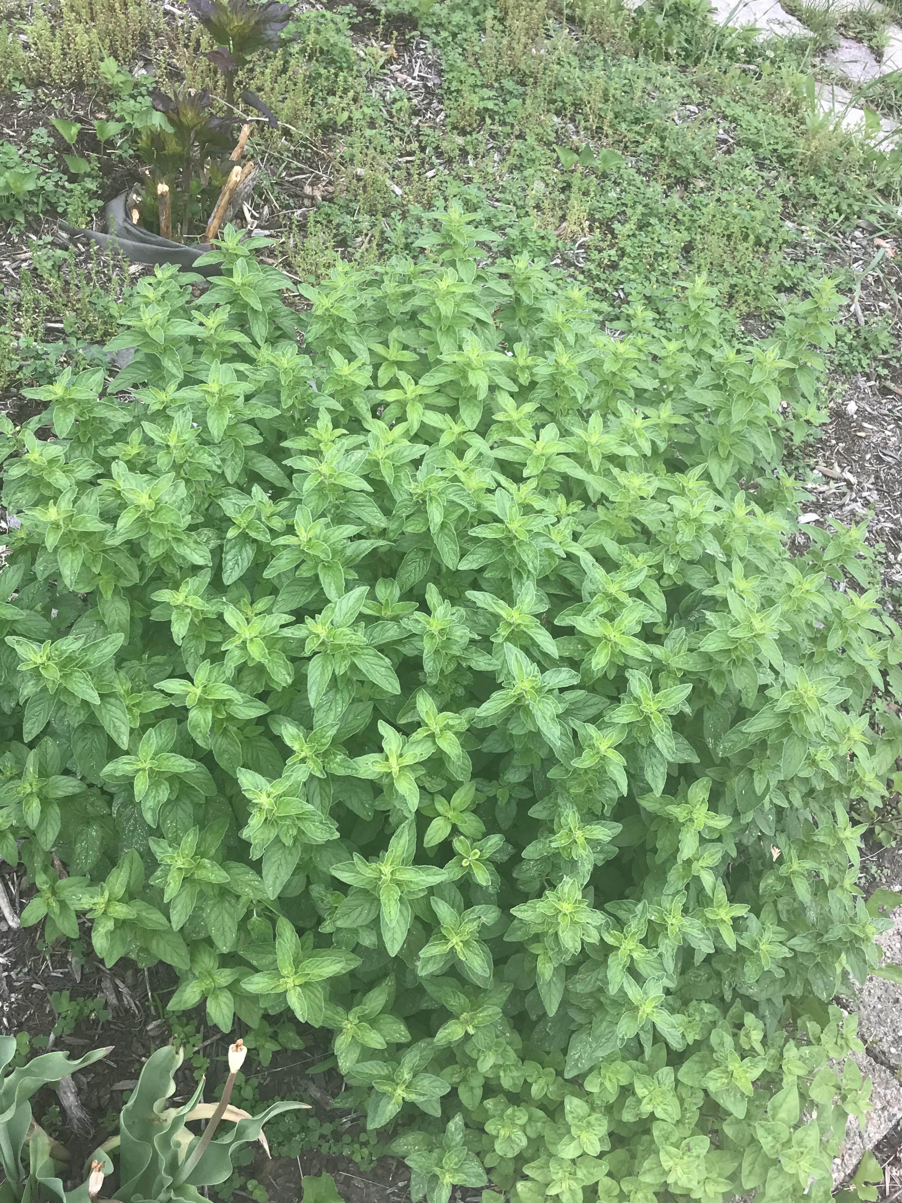 This is an oregano plant, yes? r/PlantIdentification