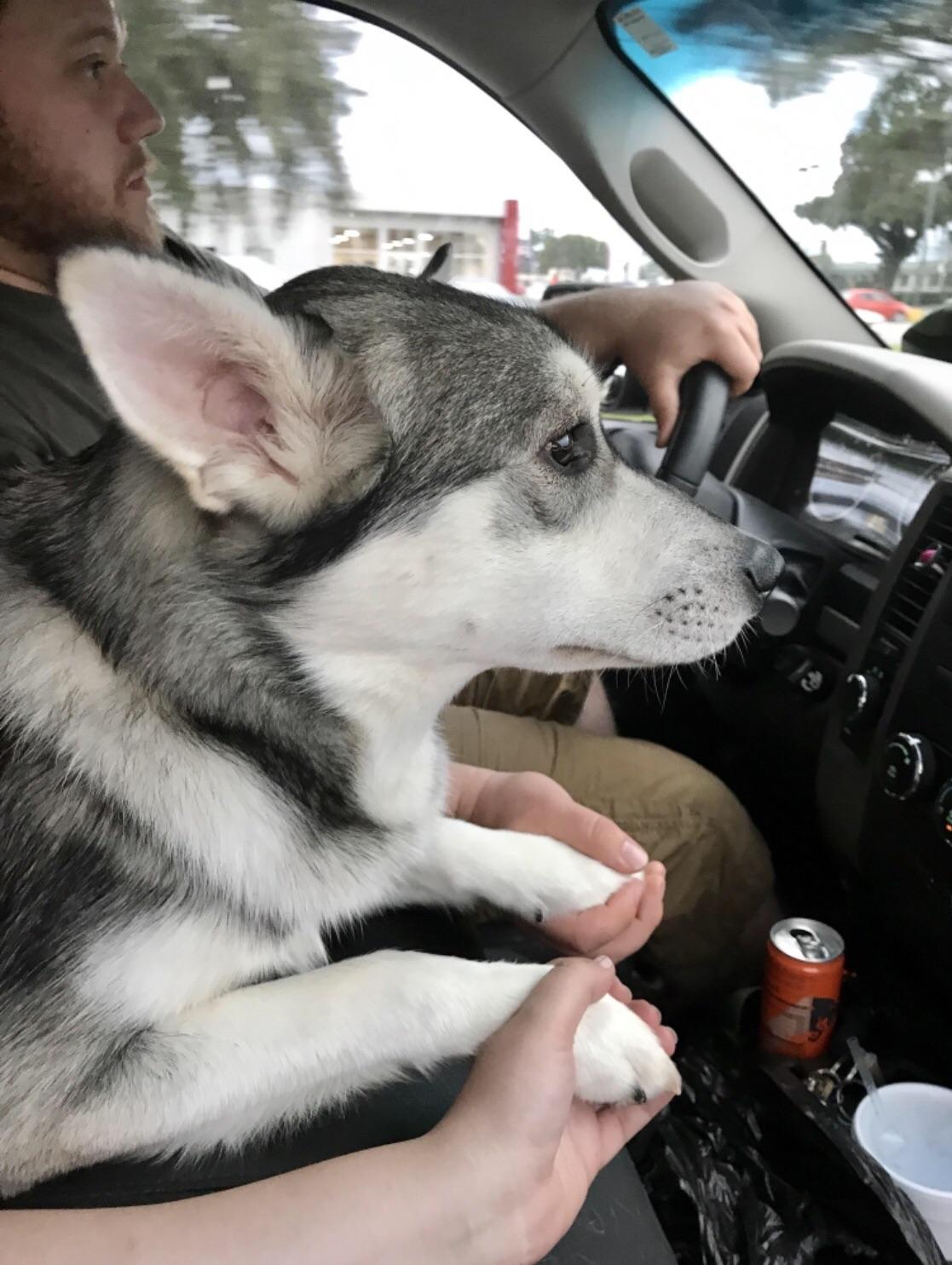 He gets nervous on car rides r/dogpictures
