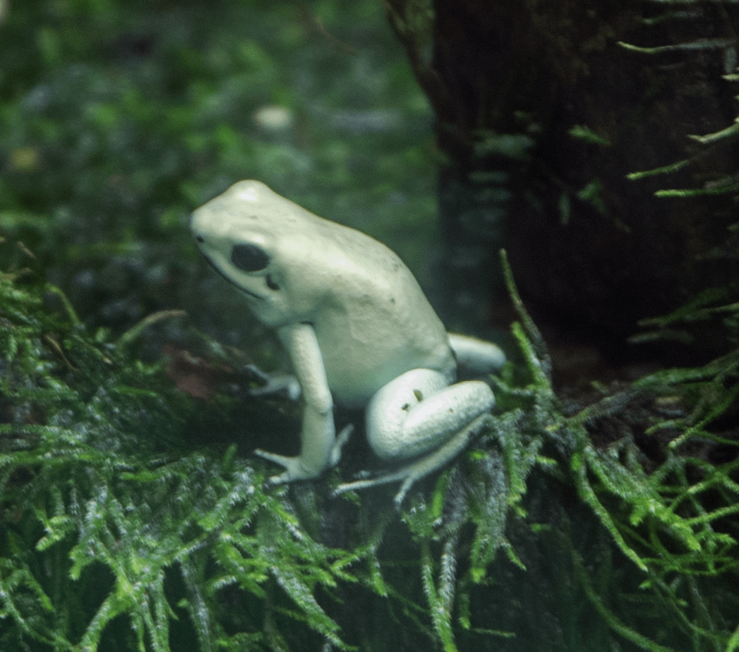 Unknown Frog (May 2 at the Denver Zoo) r/species