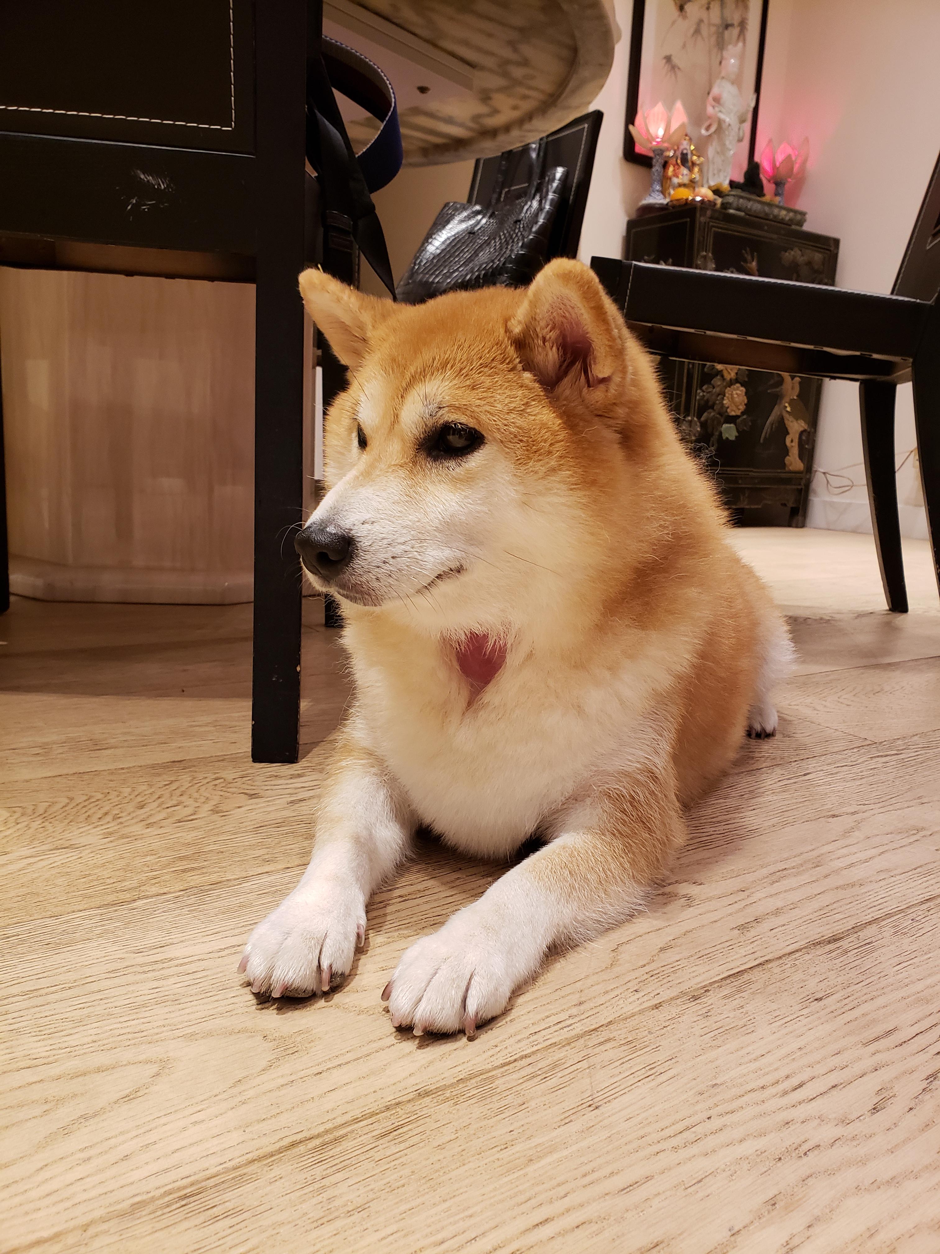 Is it normal for shiba inu's to shed and get bald patches? Everytime my