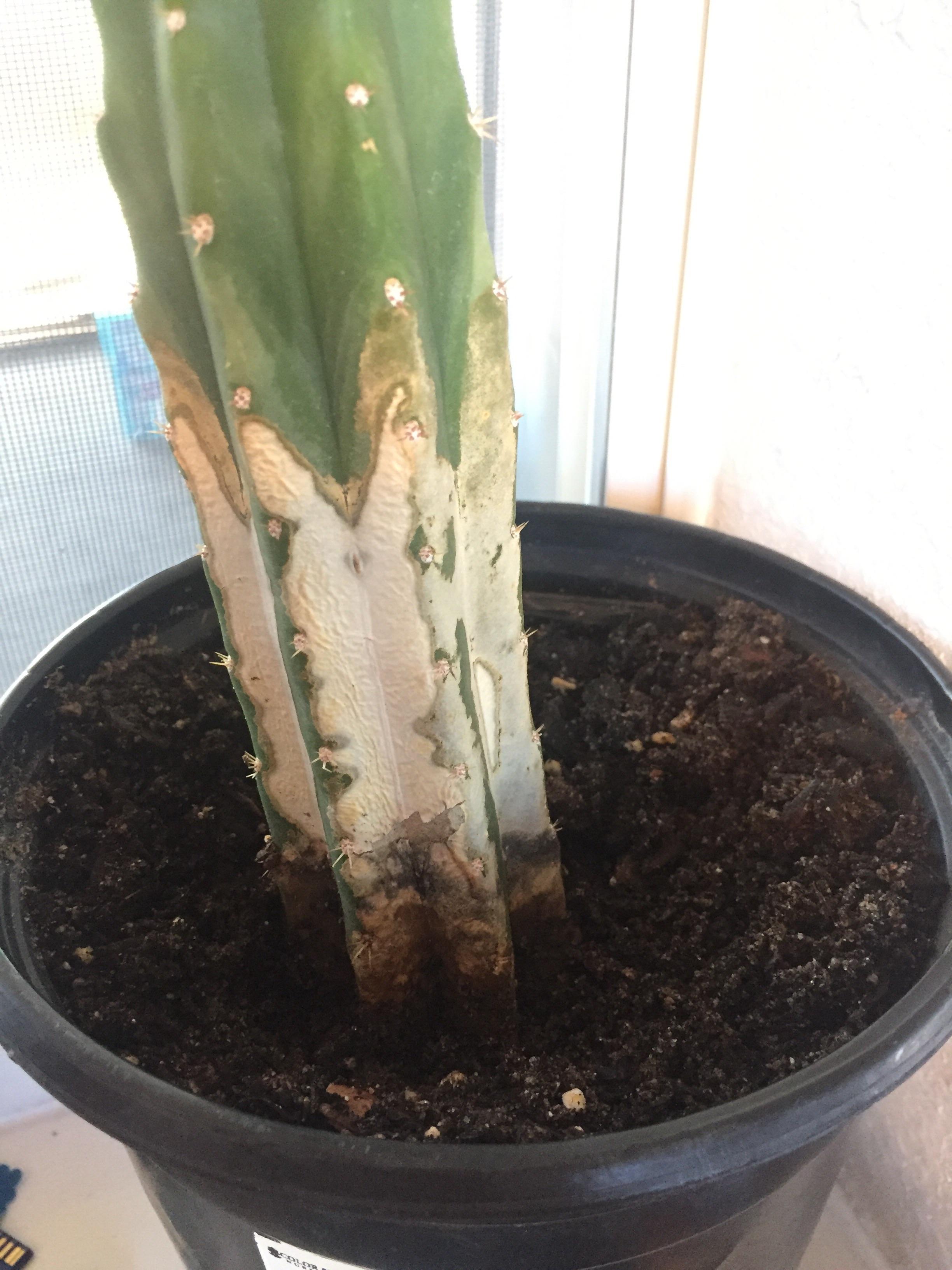 Just got this San Pedro. Definitely some rot at the base plus all the