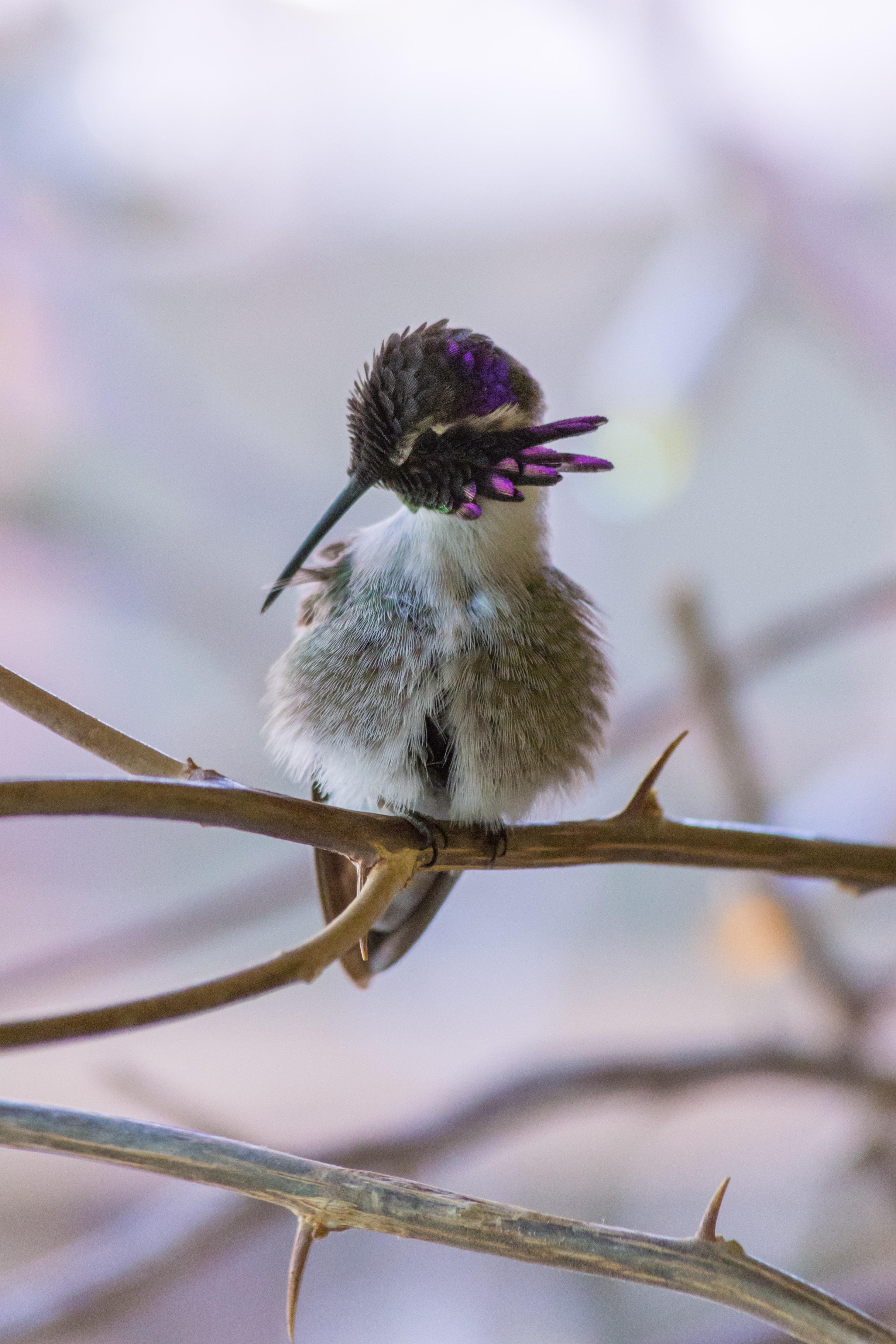 Grooming at its cutest r/birds