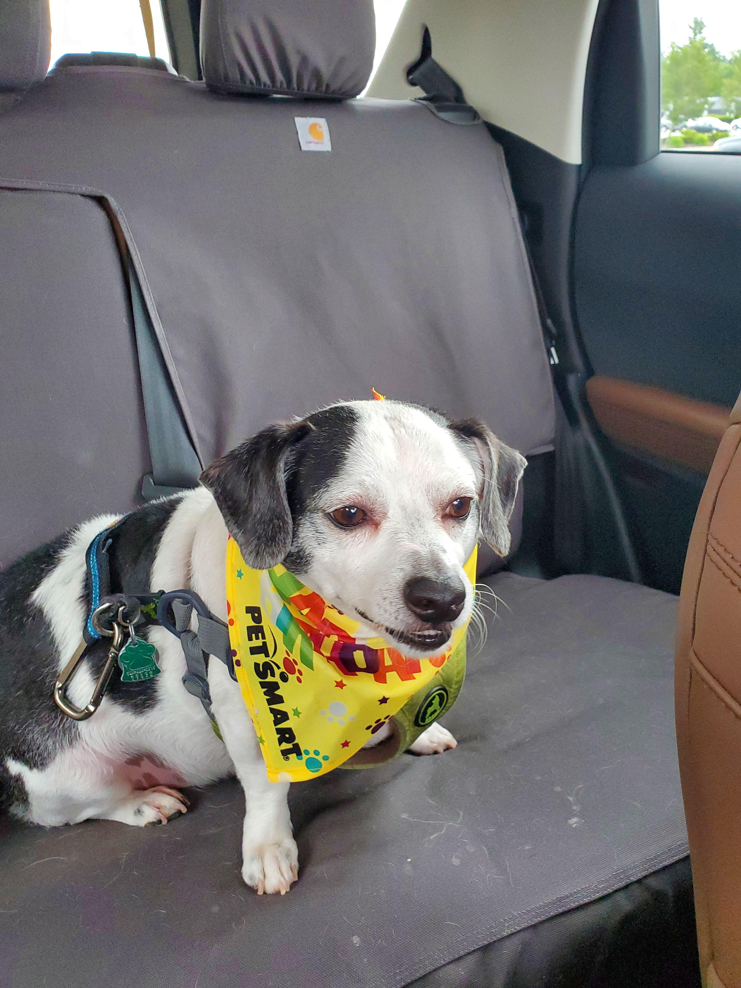Petsmart Birthday Bandana atelieryuwa.ciao.jp