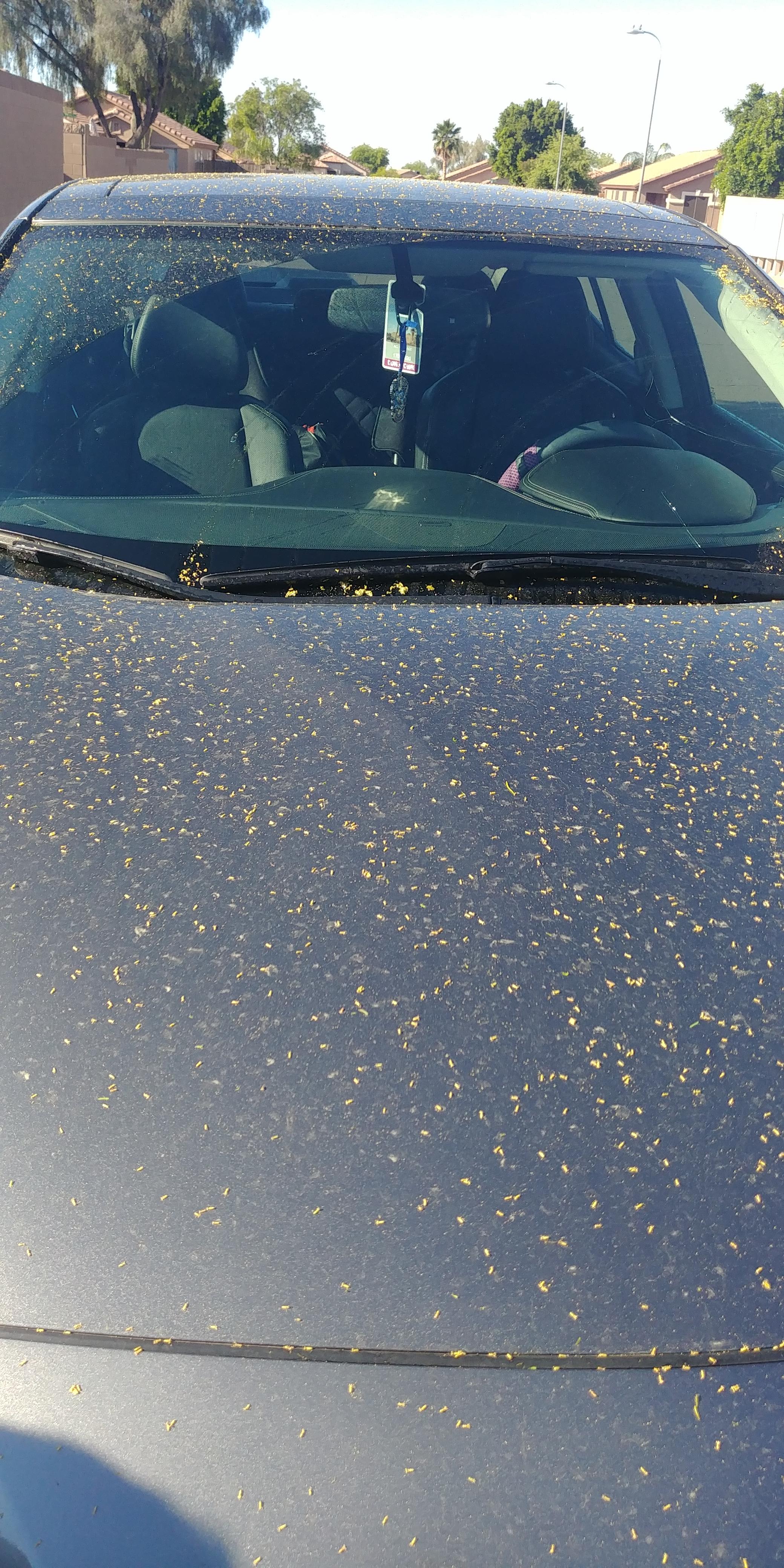 We have a huge mesquite tree under which my car is parked. We had a