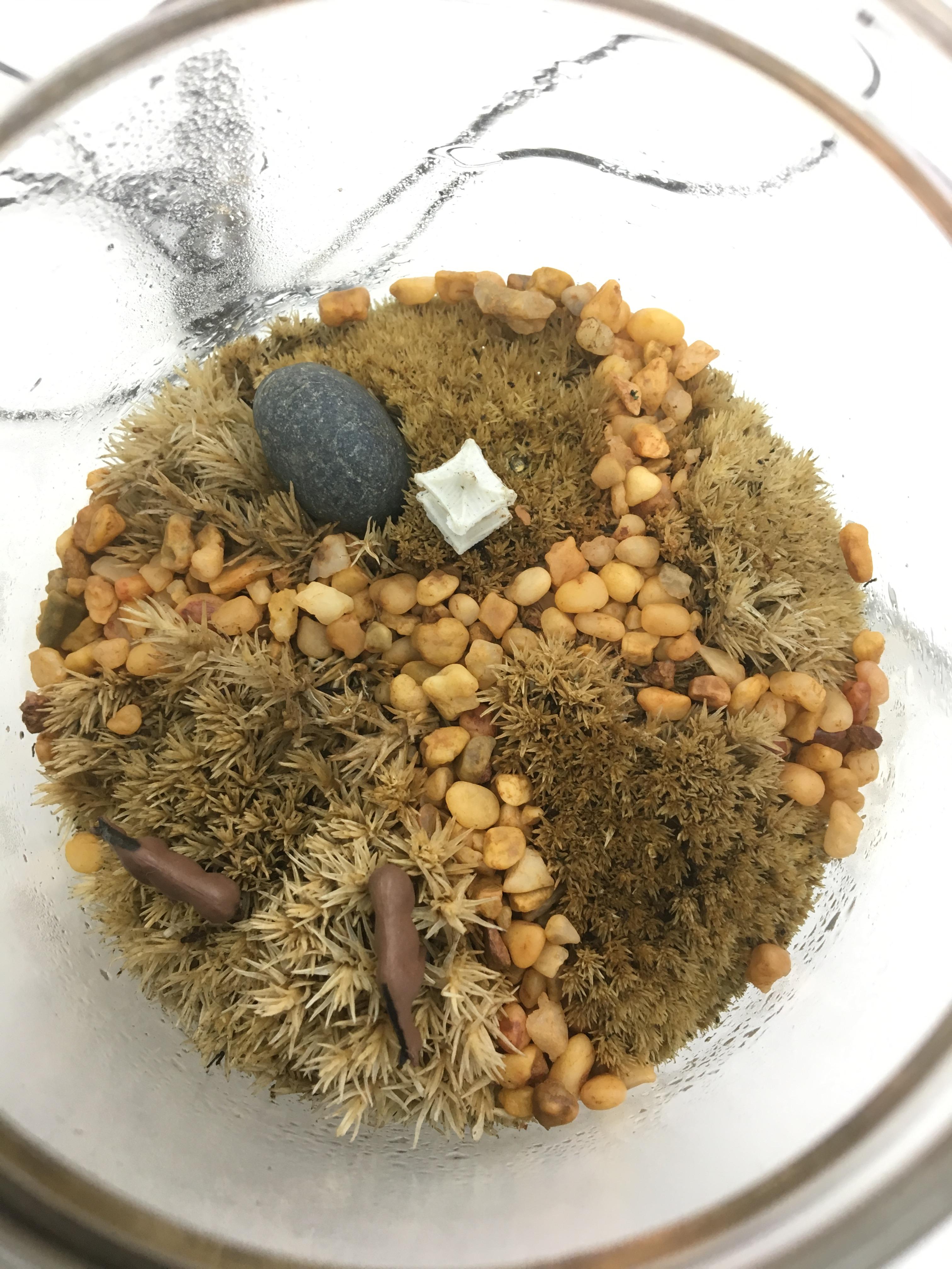 The moss in my mossarium is turning yellow, what's wrong with it? r