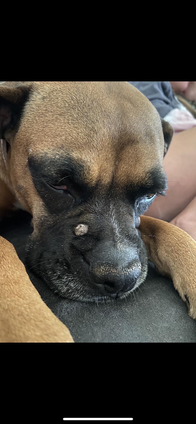 Help!! Boxer dog has bump on her face! What could it be? r/BoxerDogs