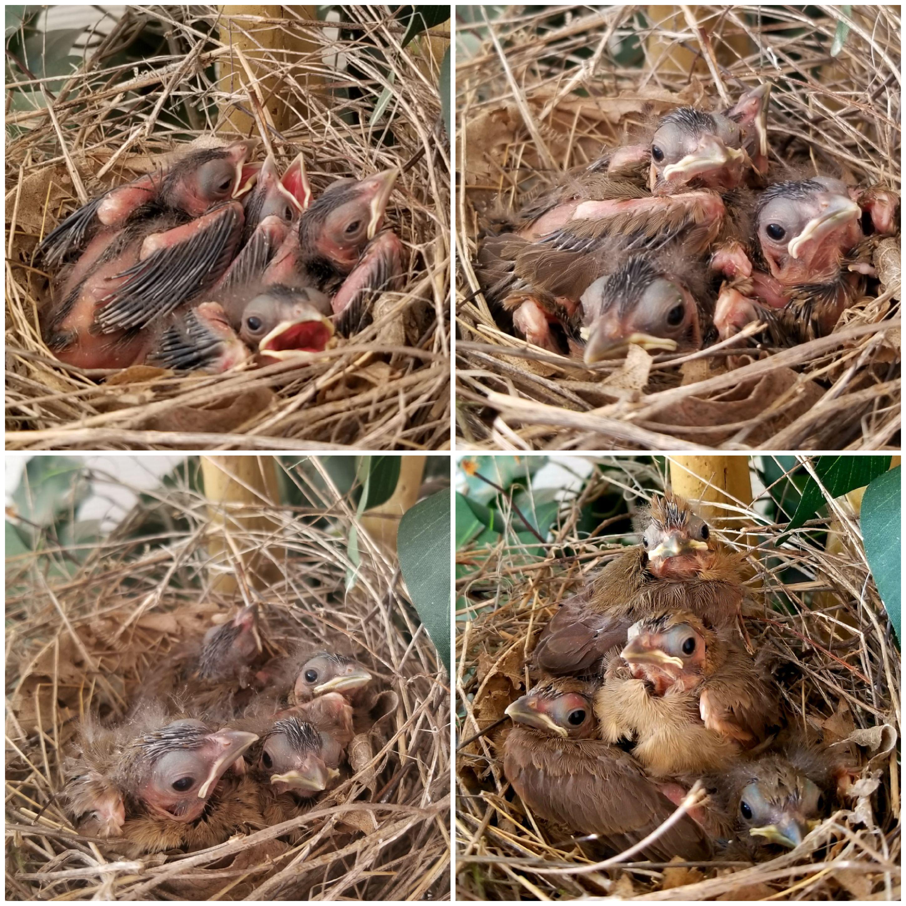 Baby Cardinals Leaving The Nest