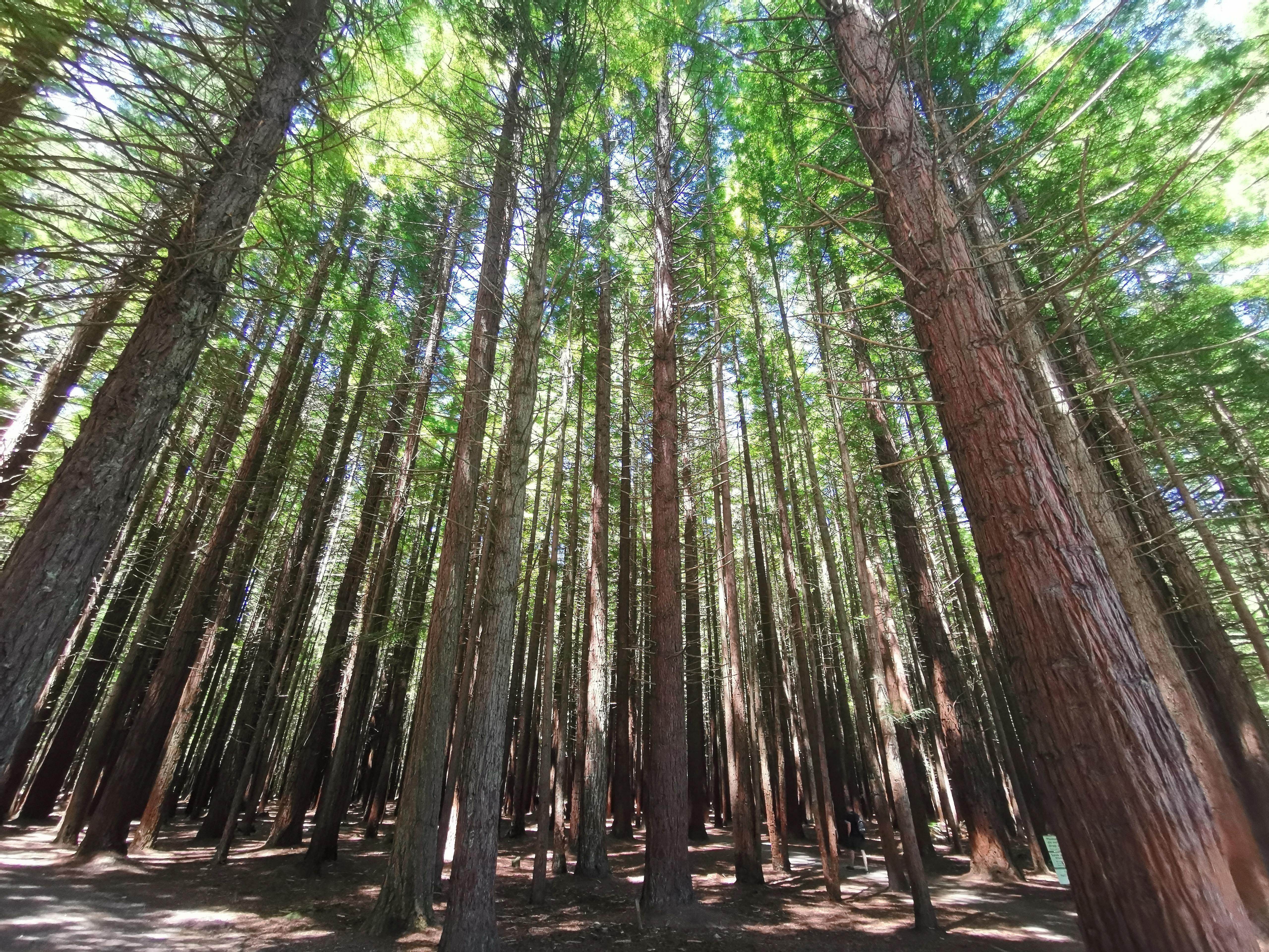 Wood From New Zealand at Mildred Rosen blog