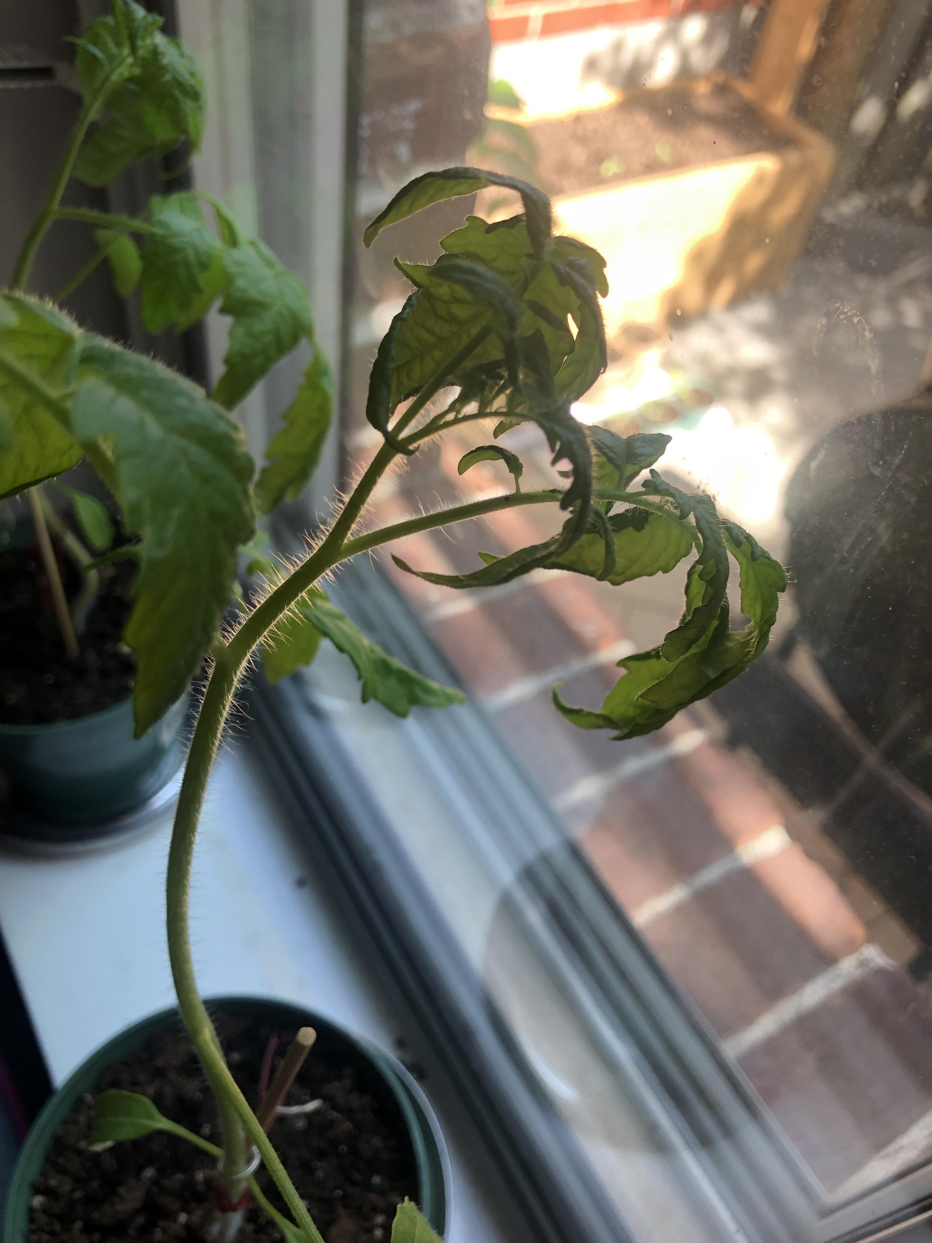 First time tomato grower in need of help! Any idea why the leaves of my tomato plants ( about 1