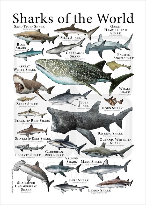 Different Types Of Sharks Names And Pictures