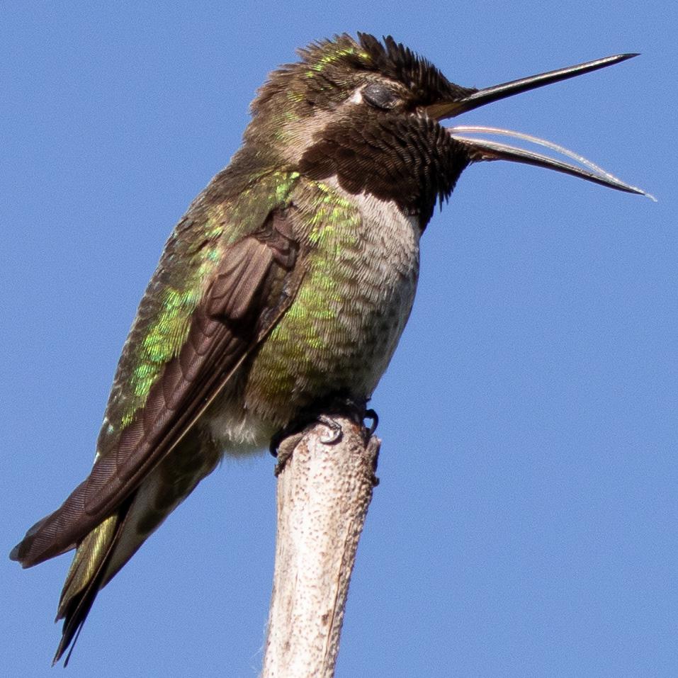 Ever seen an Anna's Hummingbird's tongue? r/birding