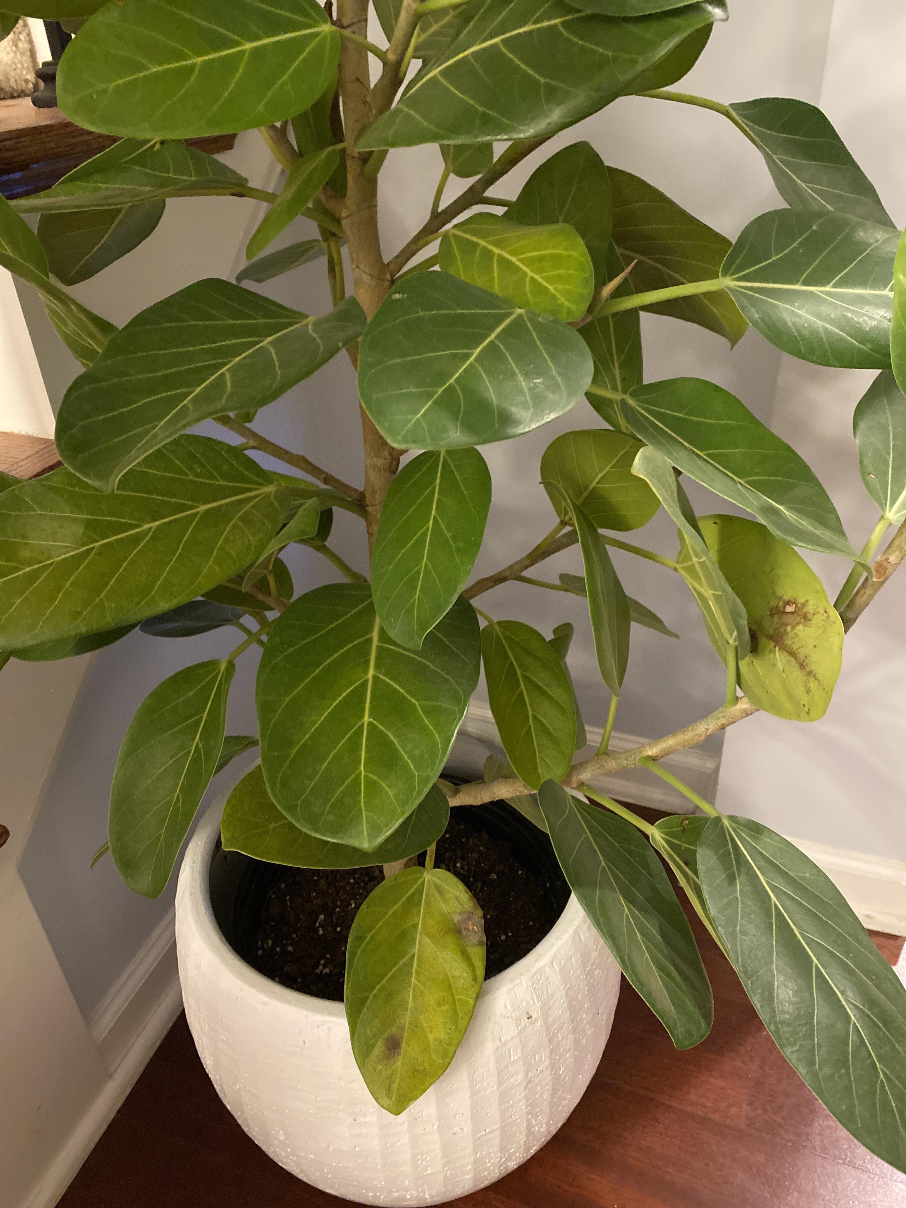 SOS leaves on Ficus Audrey are yellowing and falling off. 😩 r