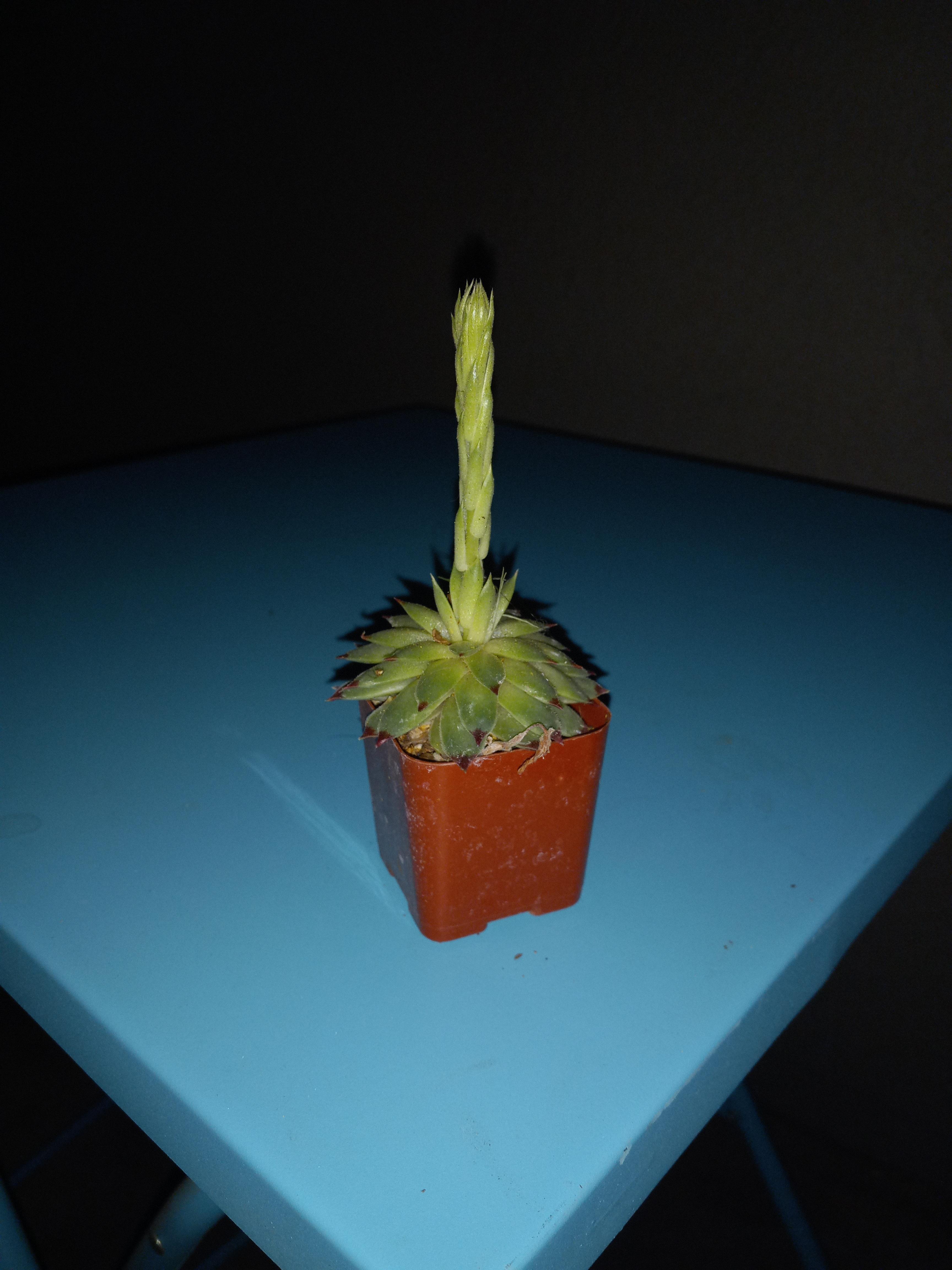 my first succulent is growing tall like this, but it's not like the base at all. is this normal