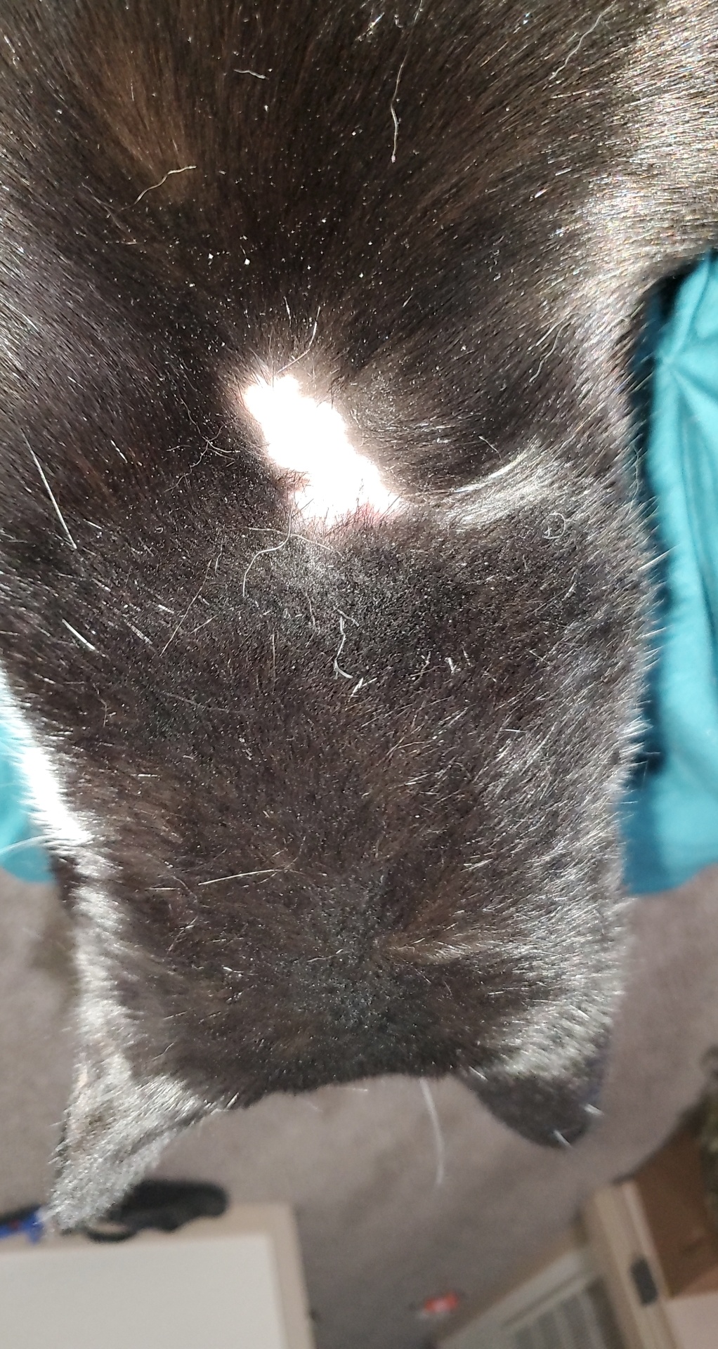My cat keeps removing her scab catcare