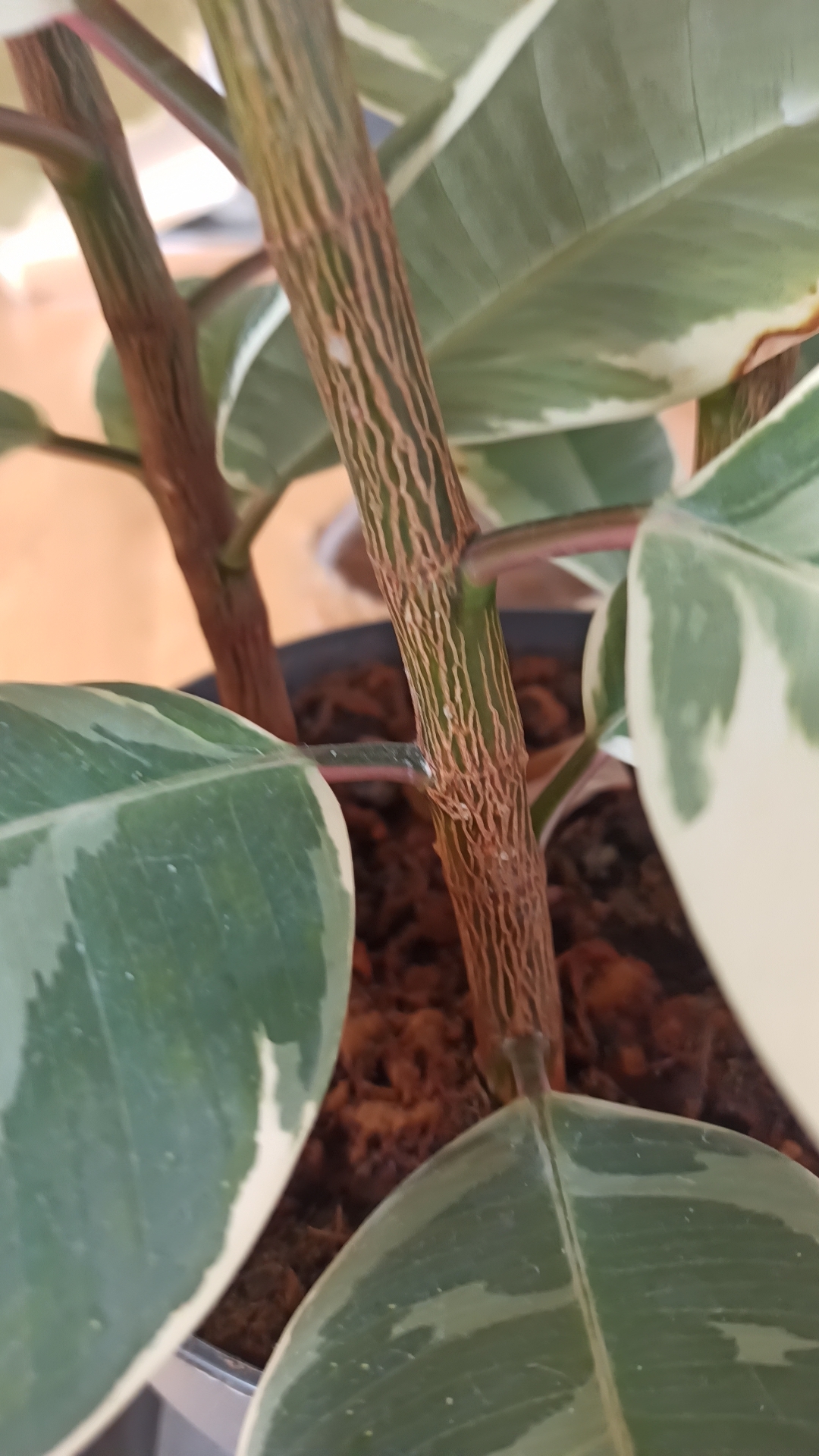 The stems of my rubber plant have these weird cracks. Are they normal