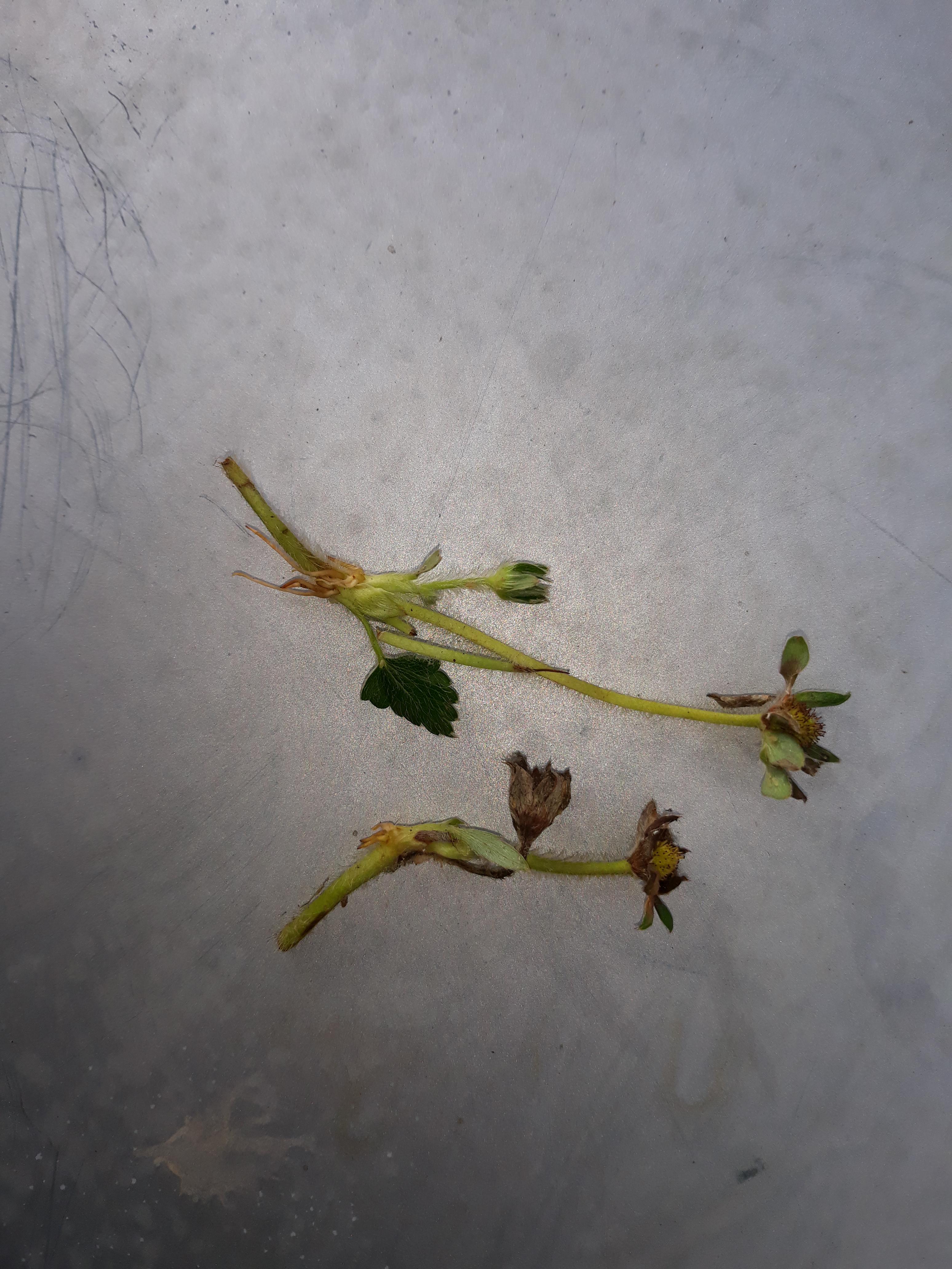 Strawberry flower stems growing roots gardening