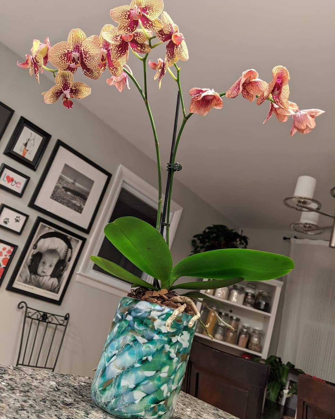 Is this pot too tall for my orchid (5x7)? It has my boyfriend's ashes
