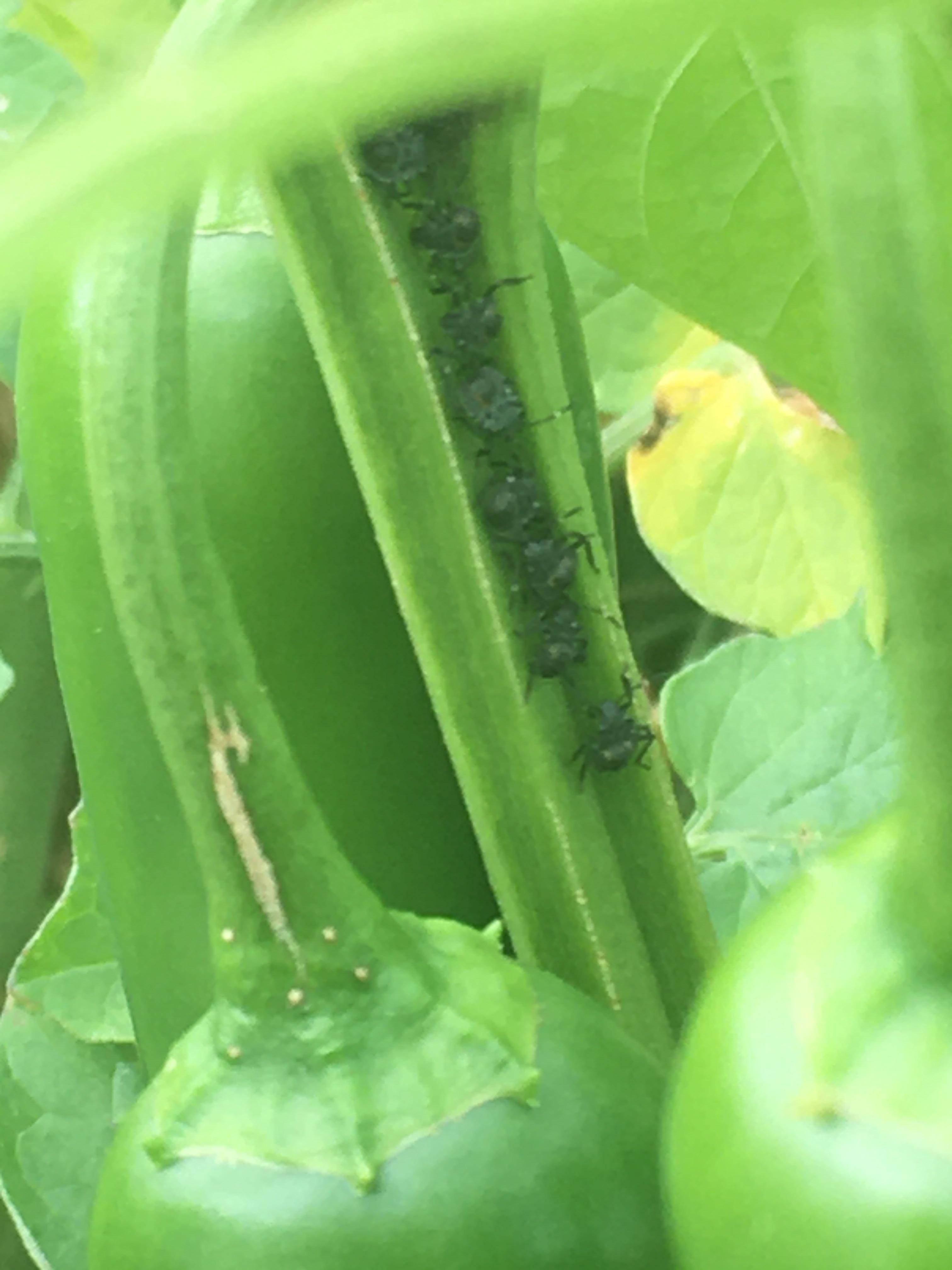Wondering if anyone knows what these bugs on my jalapeño plant are? r