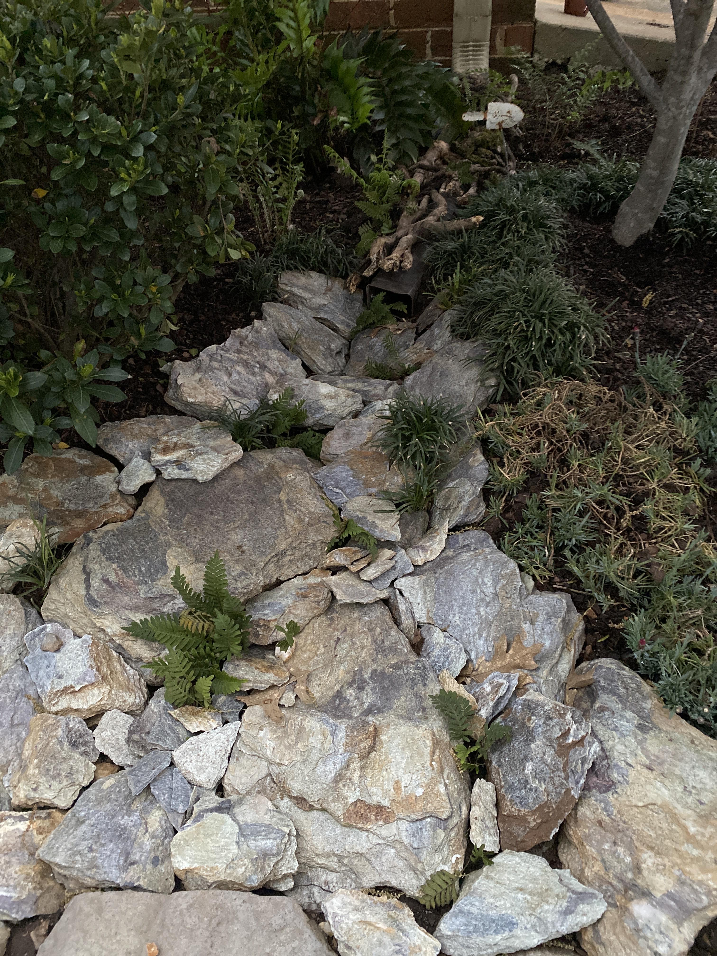 Just keeping the water away from the house. I borrowed a fern from one