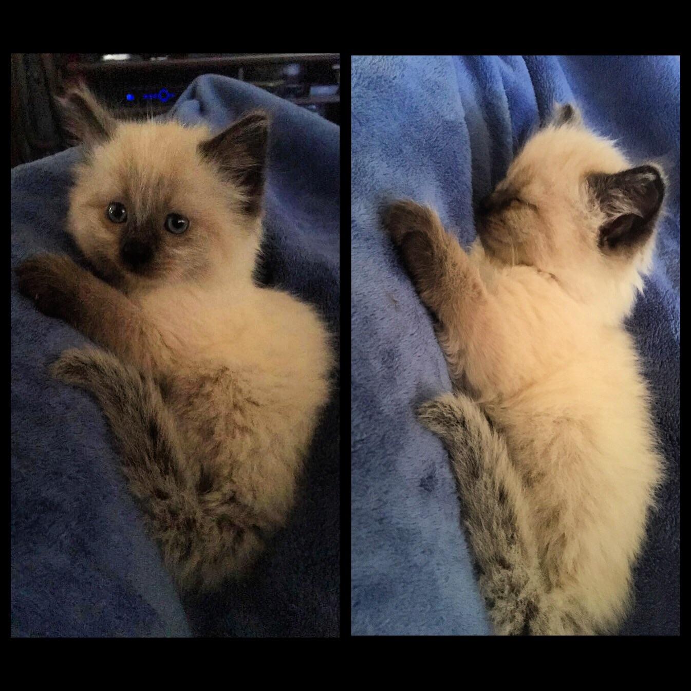 How To Tell The Gender Of A Kitten change comin