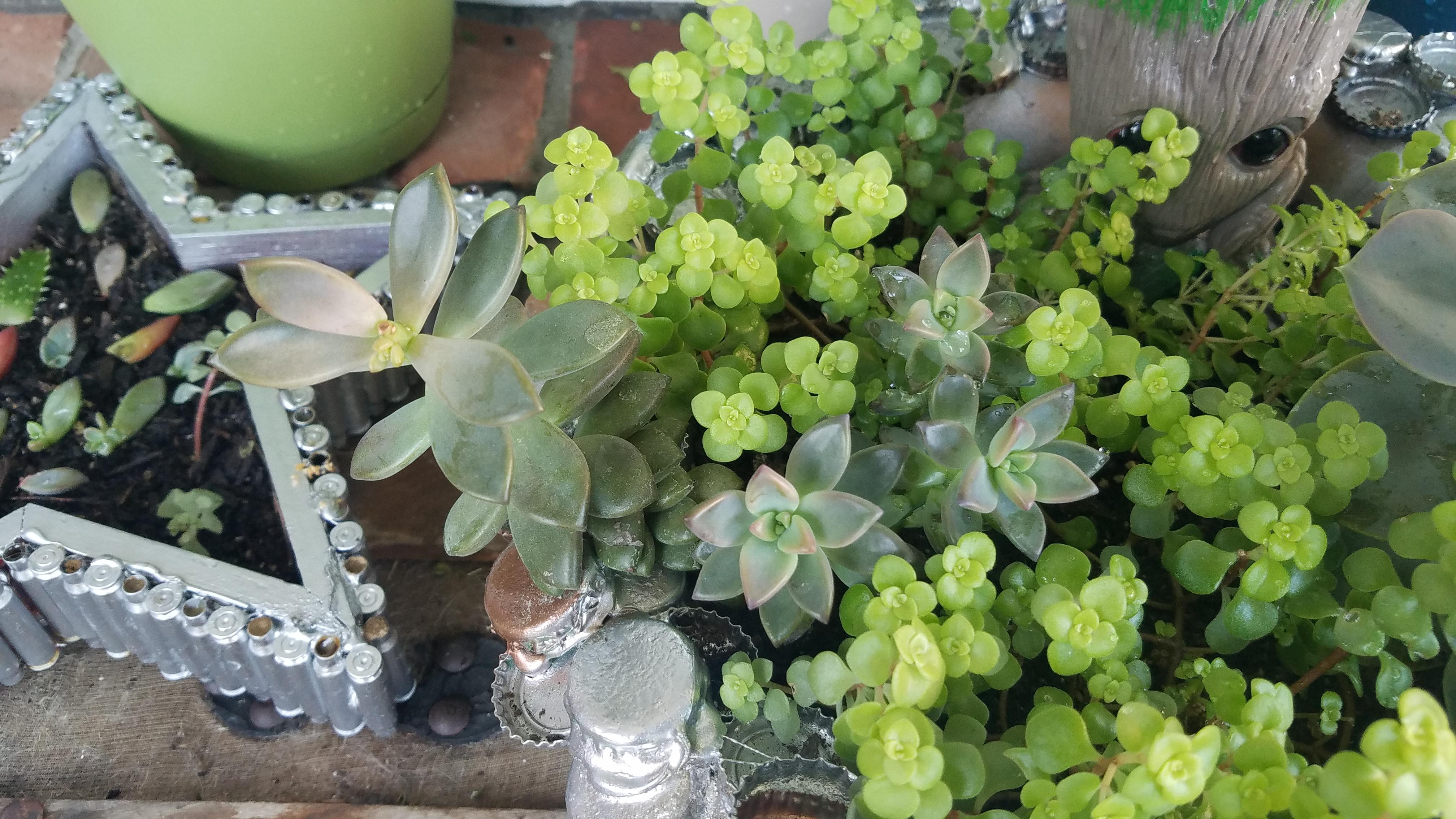 Succulent dropping leaves, which then propagate like crazy