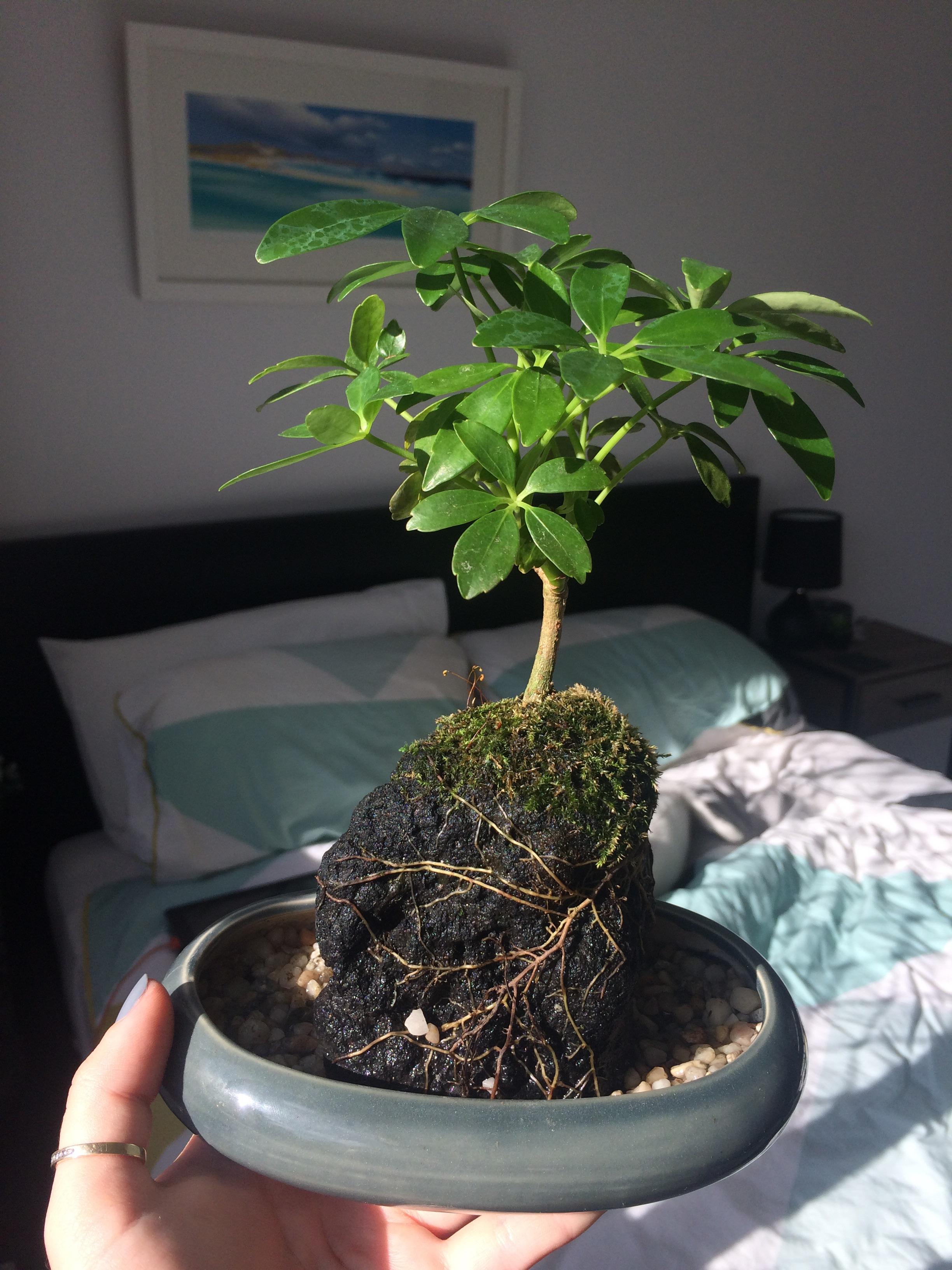 My new “life on the rocks” pal houseplants