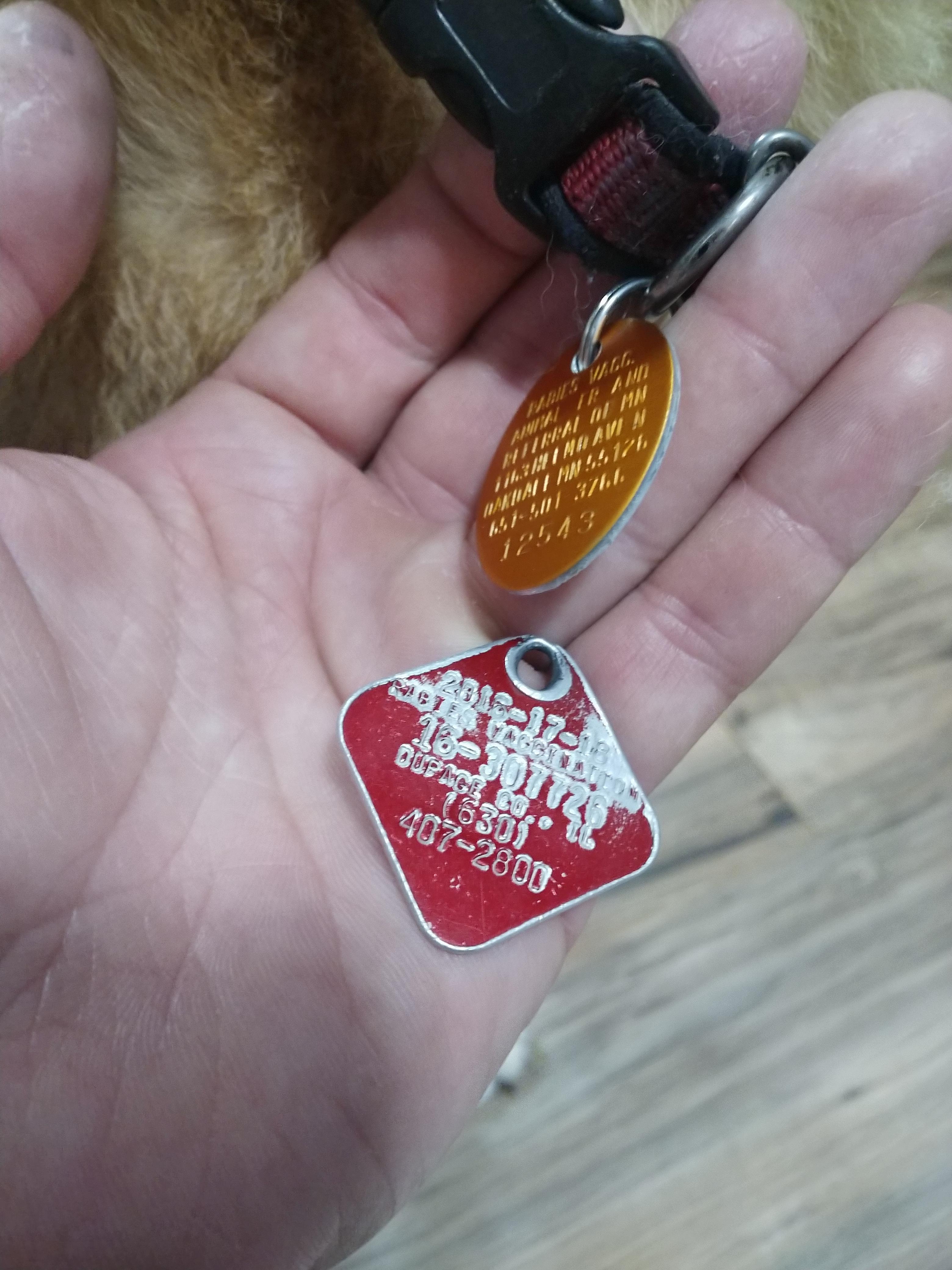 Old vs new rabies tag r/Wellworn
