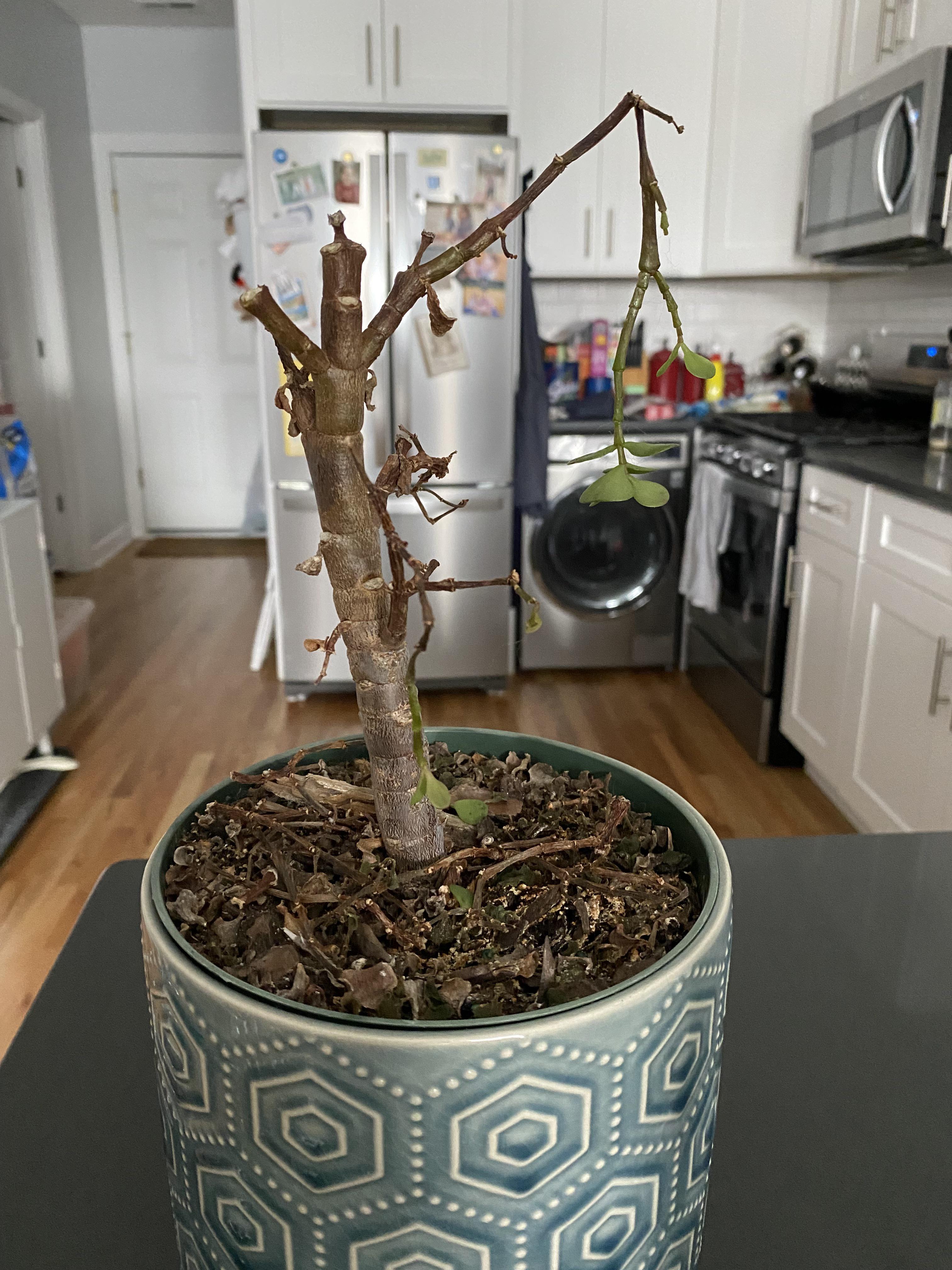 Is my elephant plant dying? plants