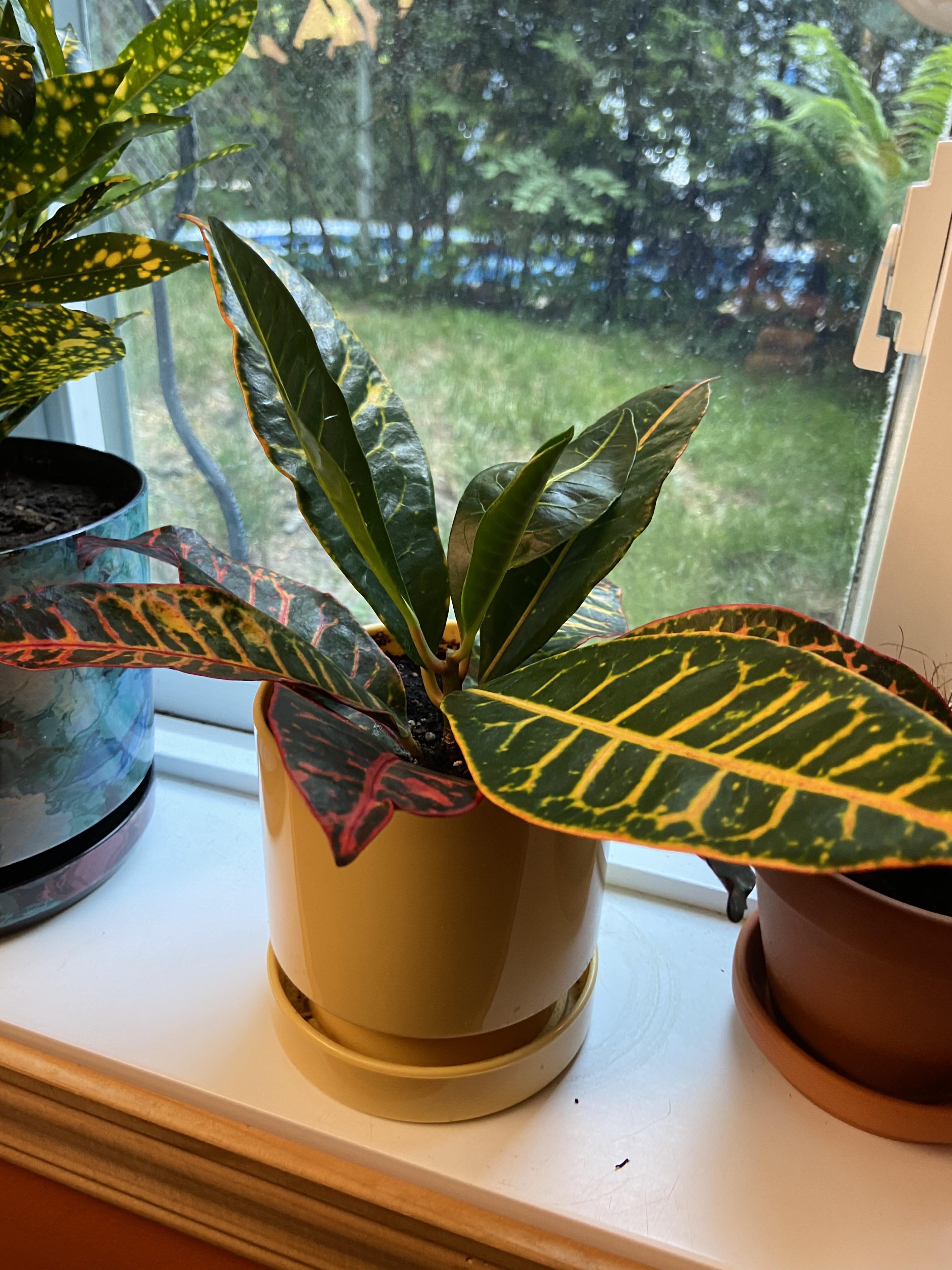 Croton leaves went all wobbly today, is this caused by overwatering? Is