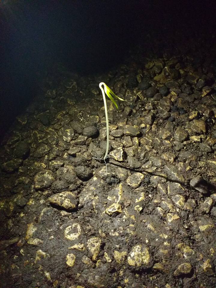 This plant growing in the middle of a cave with no light r